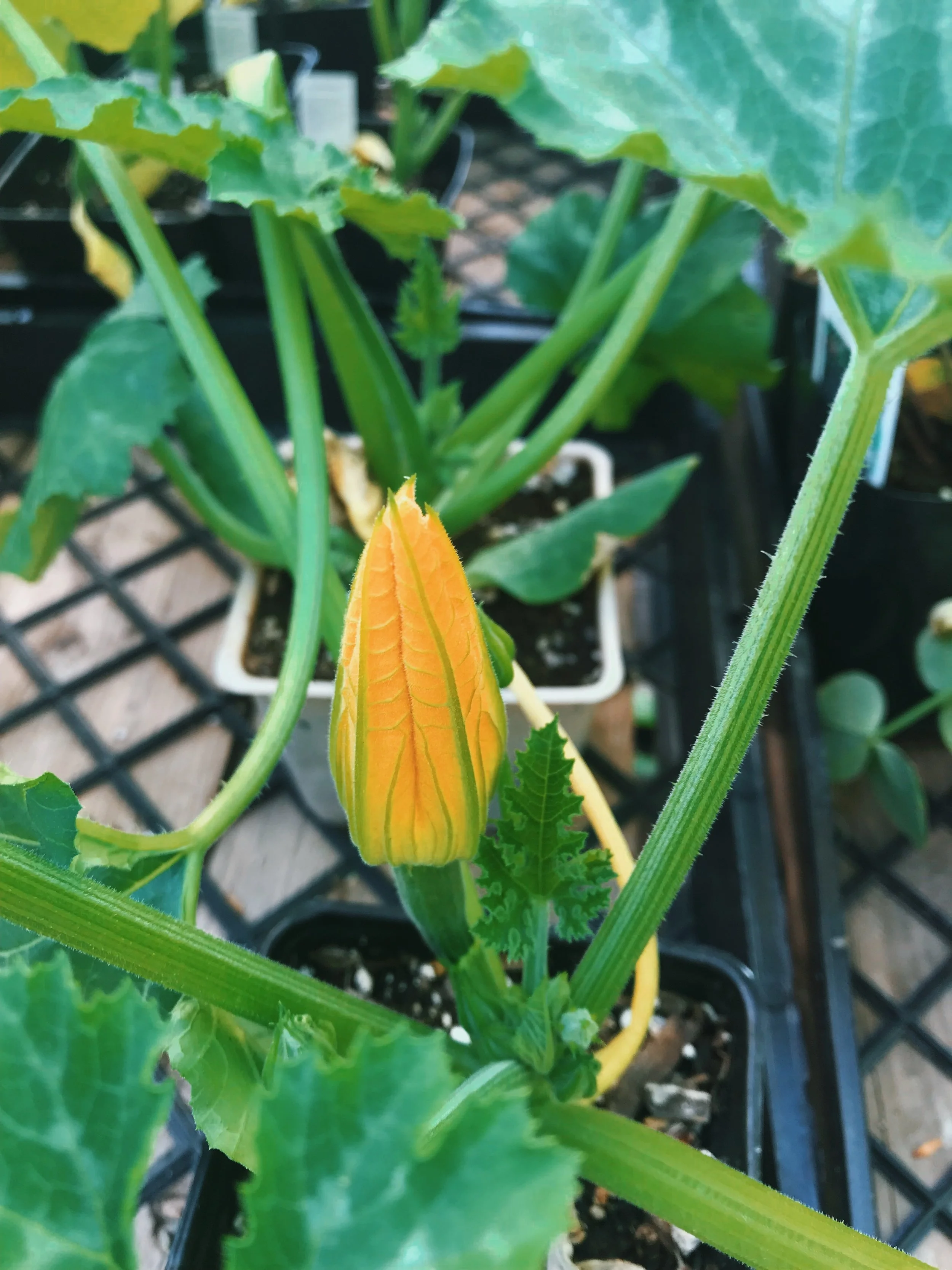 May 30th, 2019: Fresh in at Fig