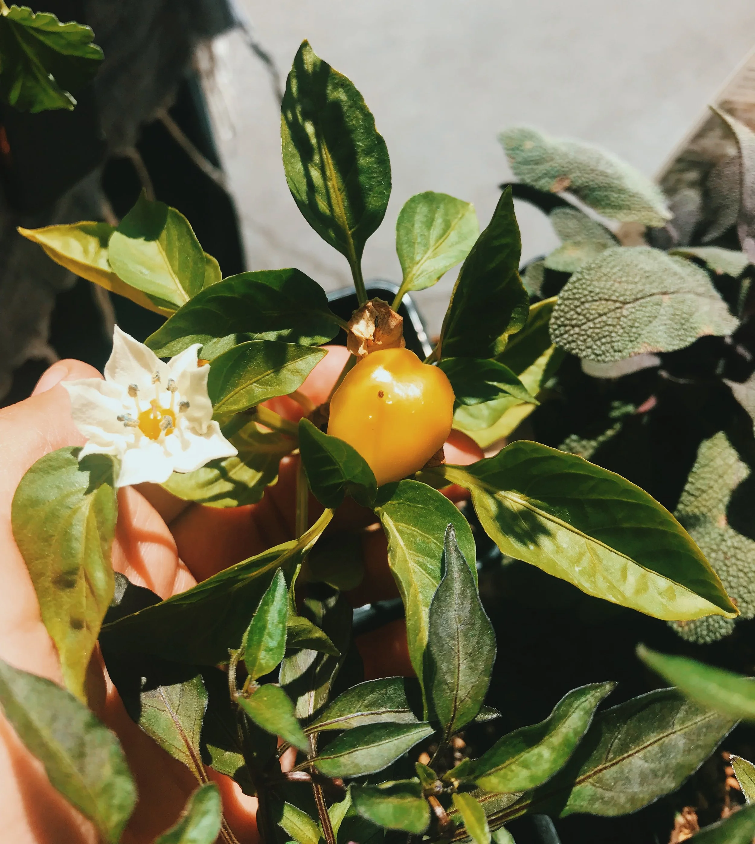 MATURE TOMATOES, PASSIONFRUIT, PURPLE JALEPENOS y MAS