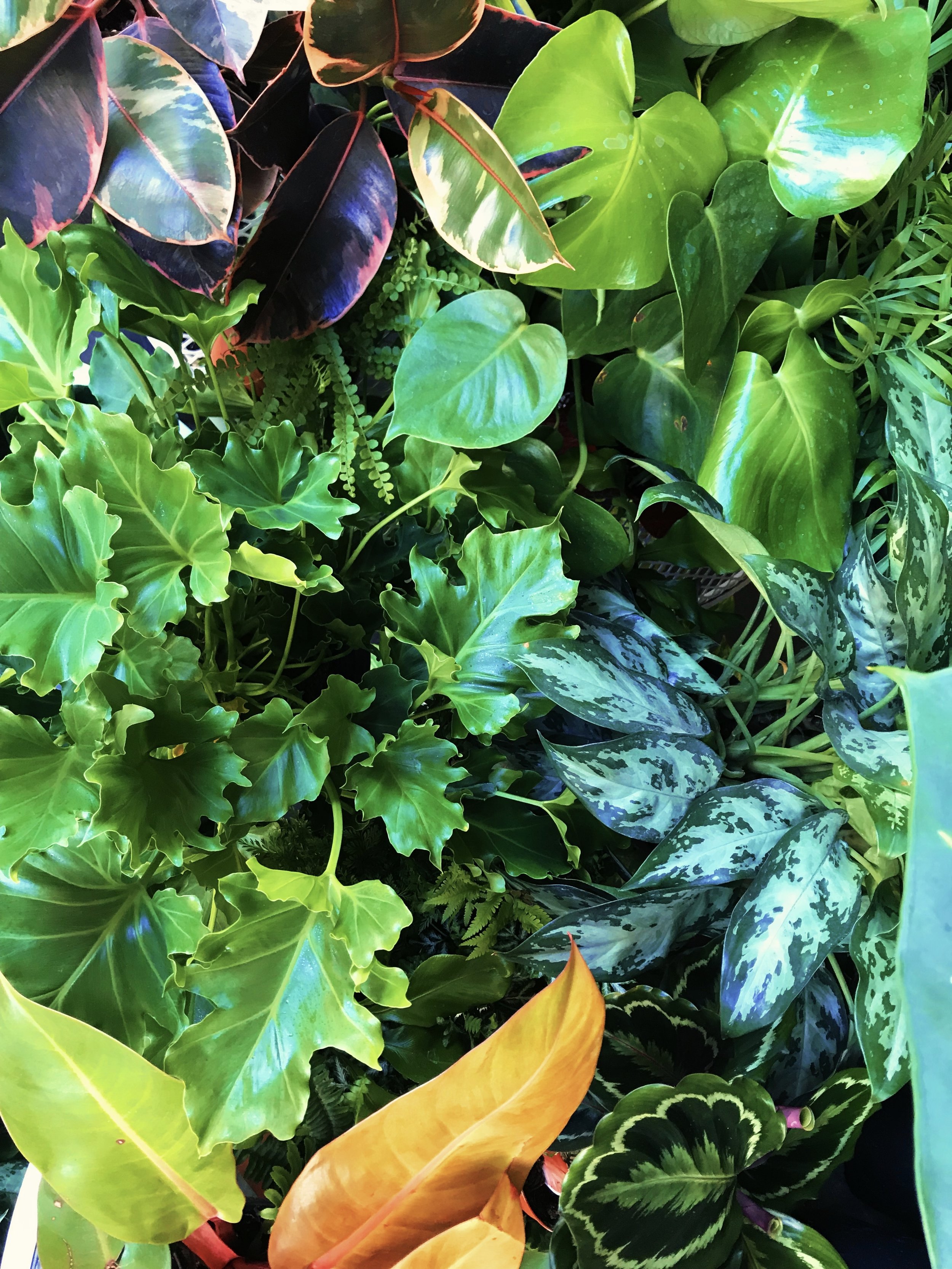 Its time to refresh your Indoor Plant Garden