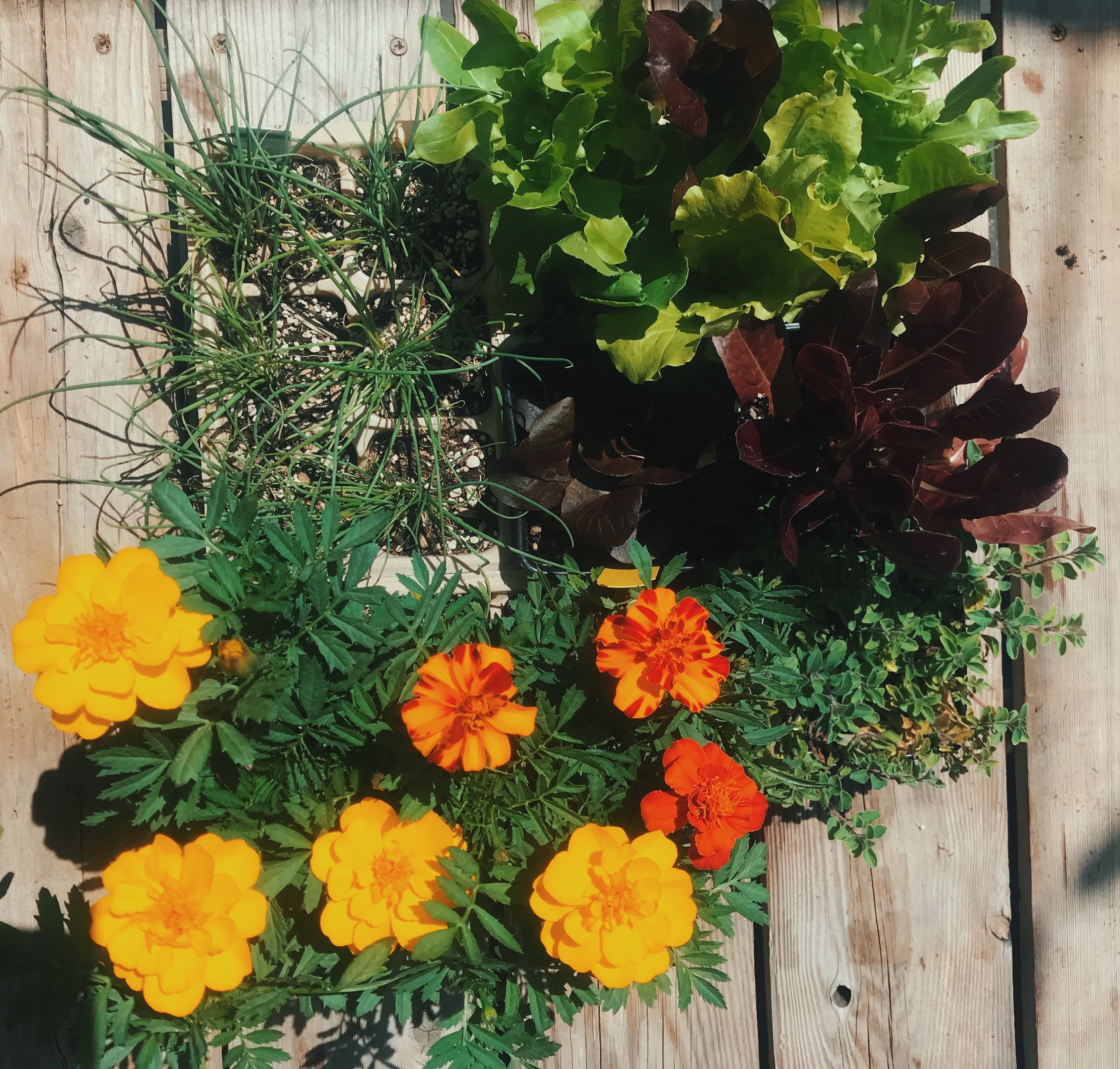 Winter Gardening in Los Angeles