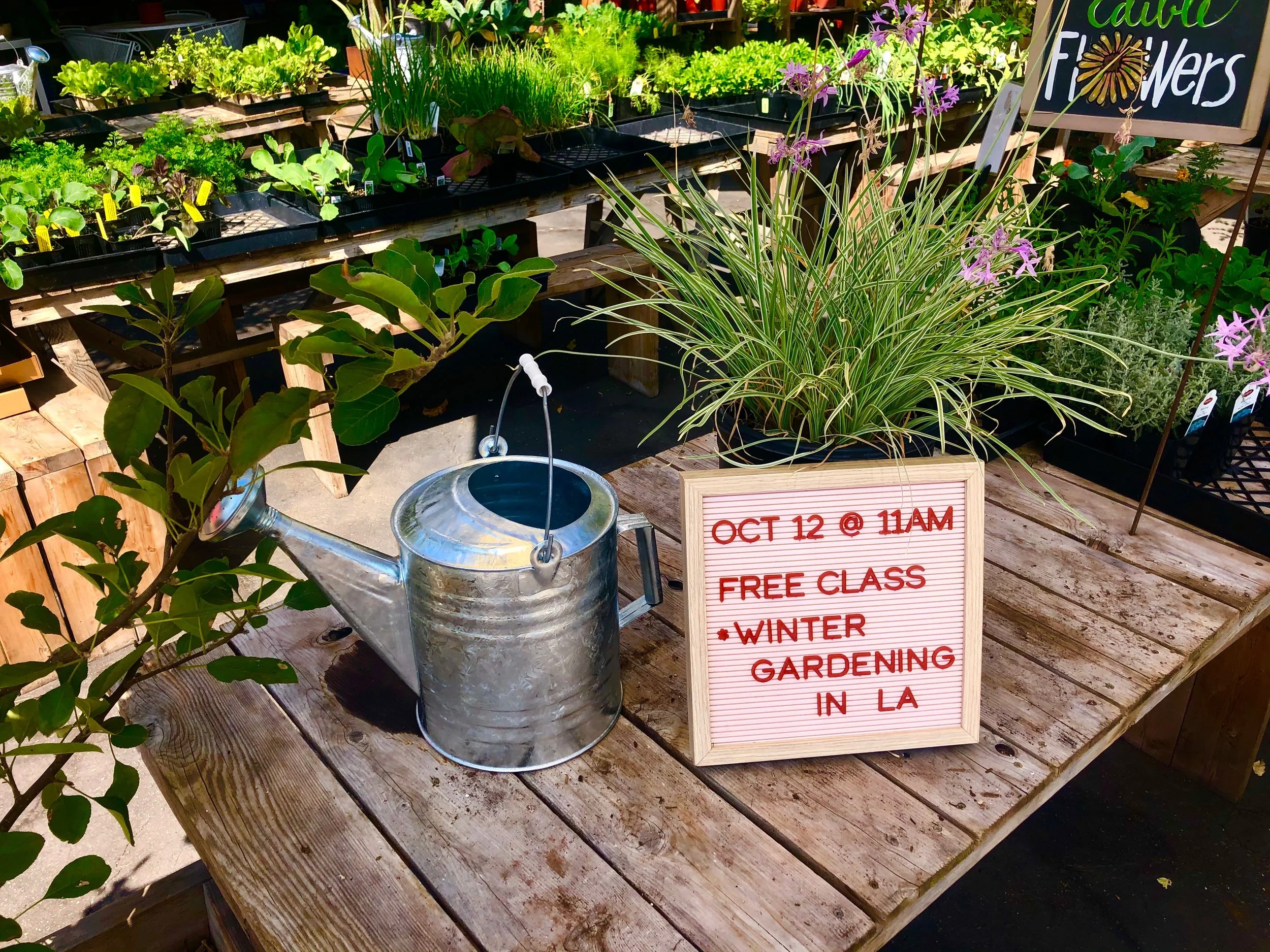 Winter Gardening in LA