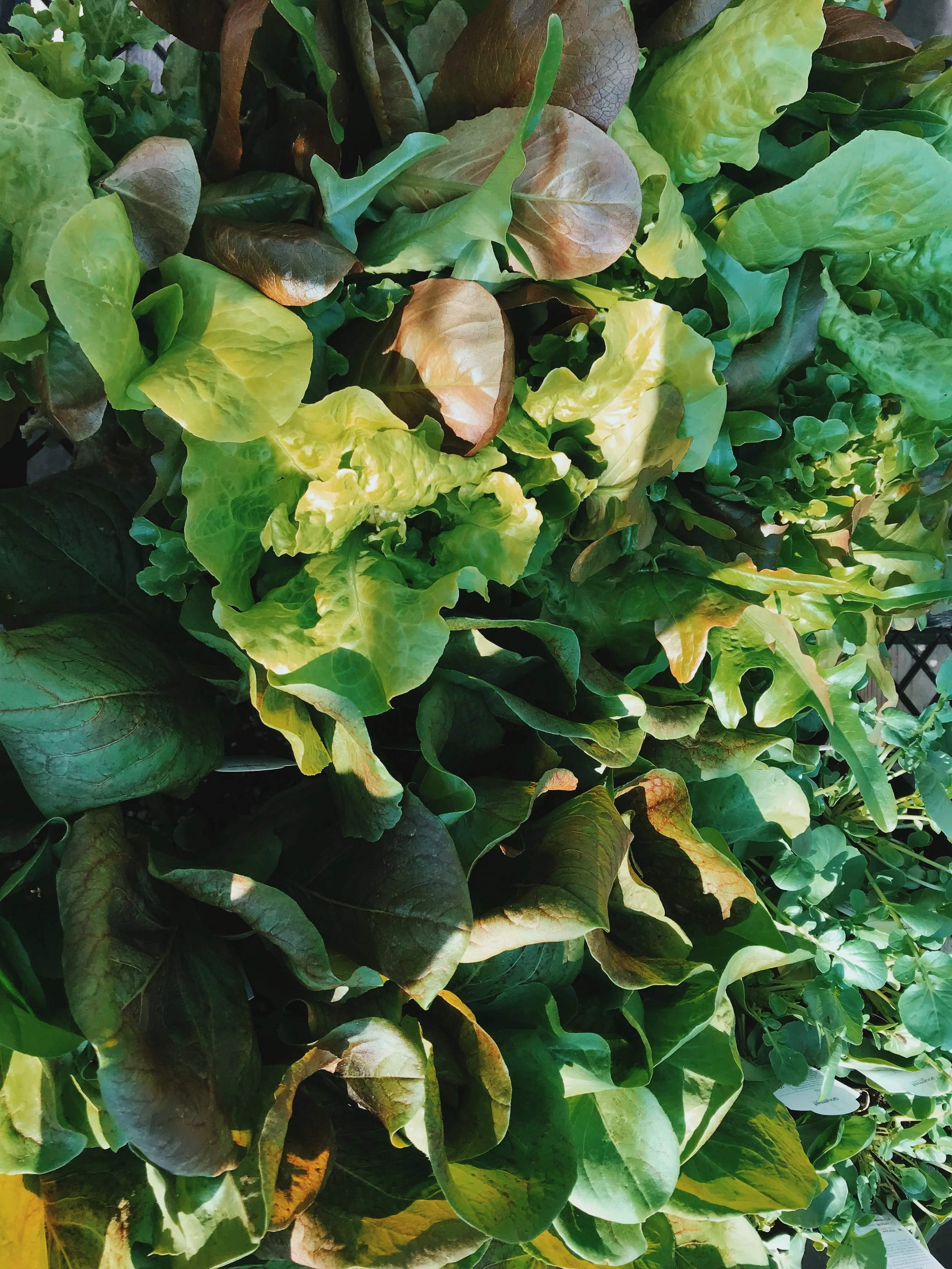 Winter Veggies, Fresh Inventory and New Items