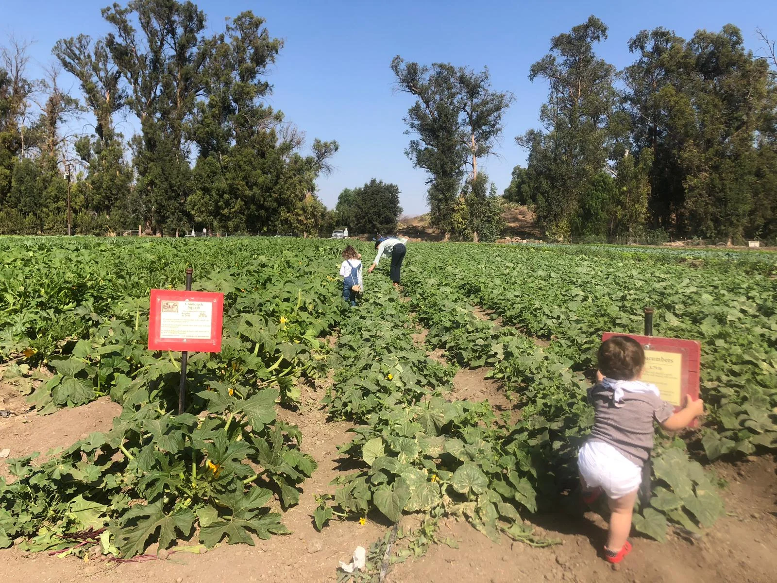 Organic Gardening 101 for COMPLETE Beginners