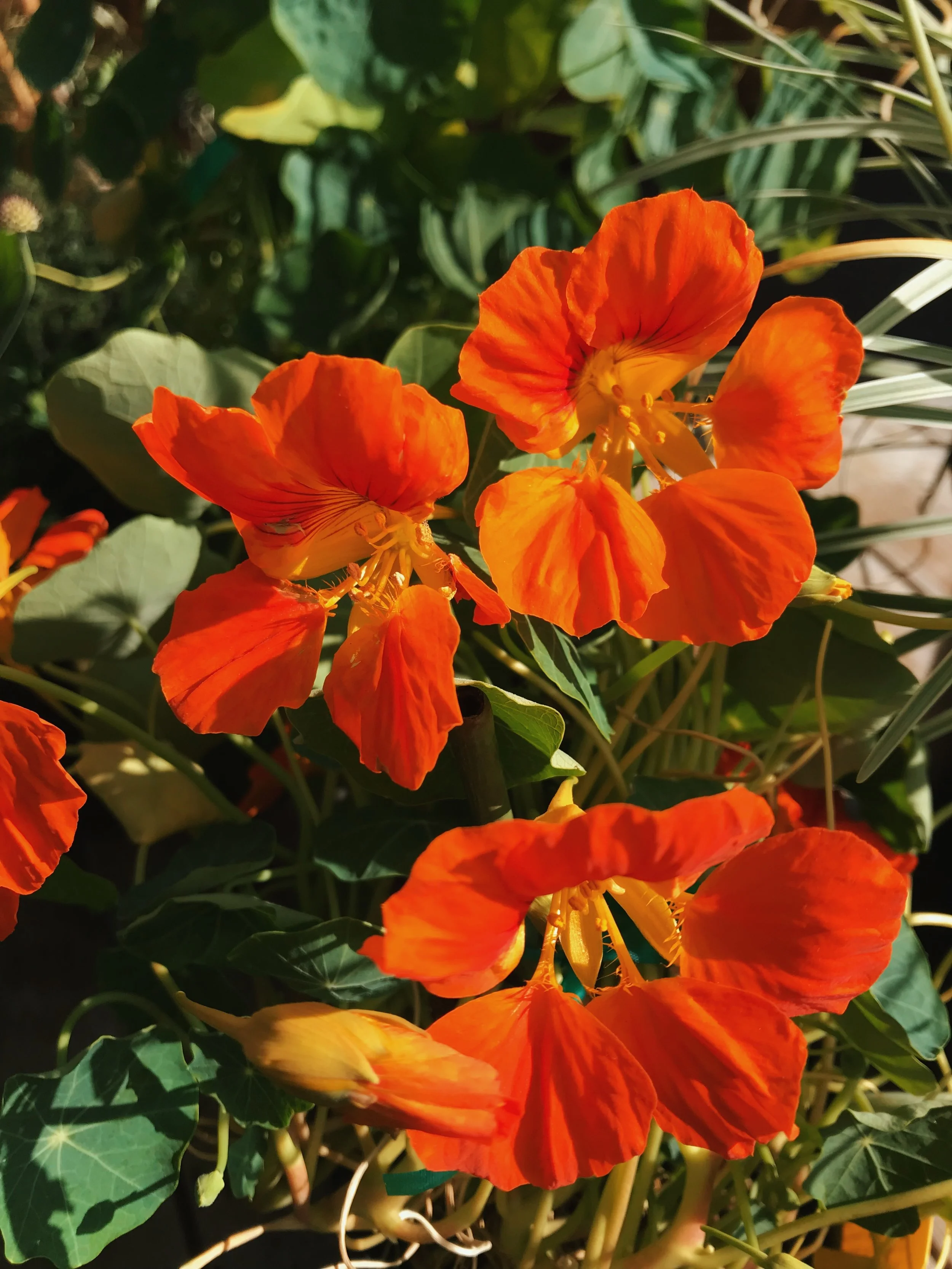 Pollinators and Leafy Greens