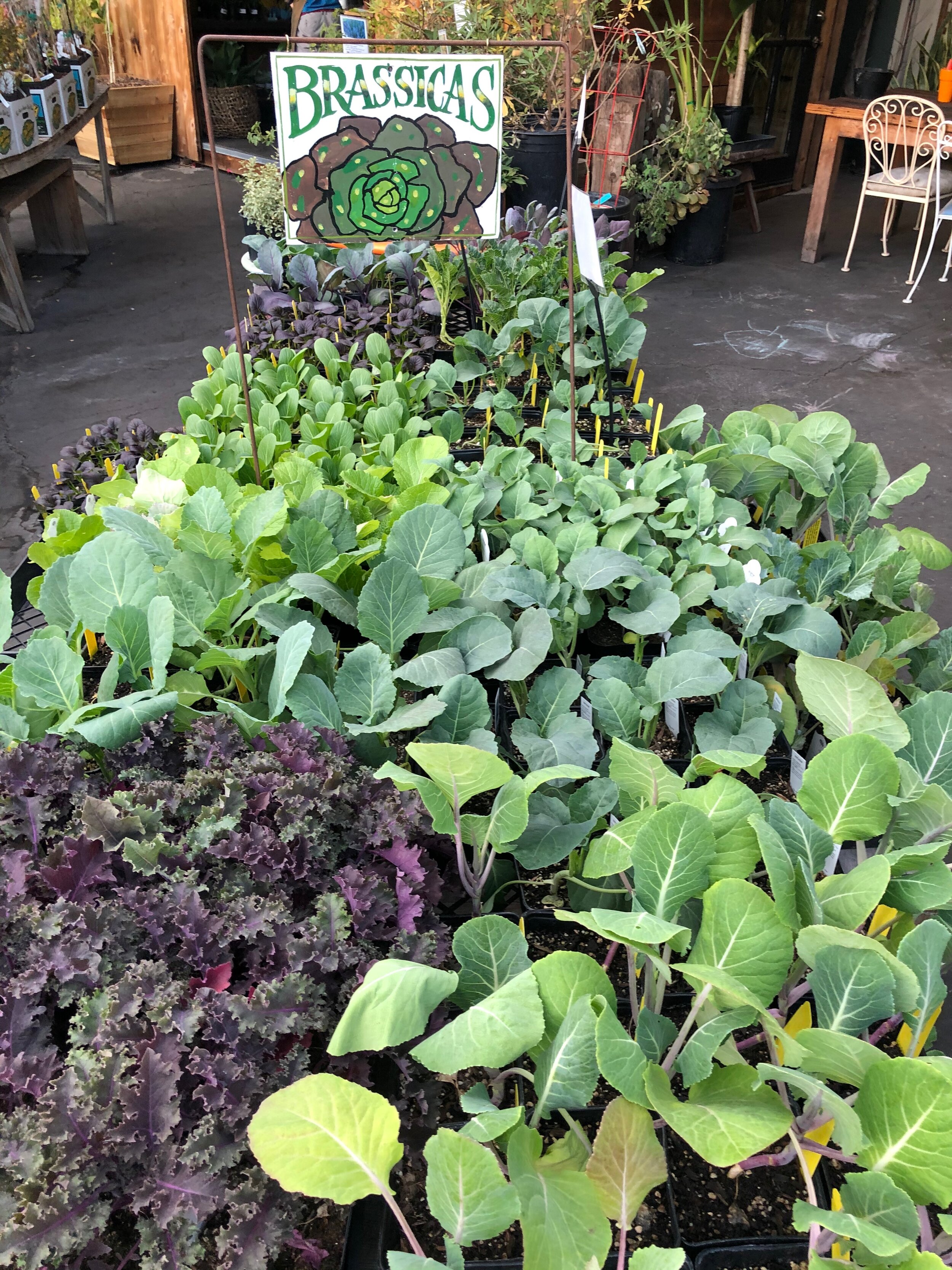 GROW-AT-HOME ORDER