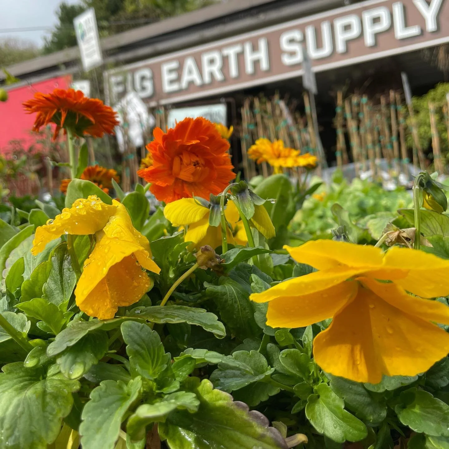 Dancing for the Rain! Did you know that rainwater oxygenates your soil, frees up nutrients and minerals, washes out excessive salt and mineral build-up. It also adds &lsquo;fixed&rsquo; nitrogen which is why your plants look greener after rain. It&rs