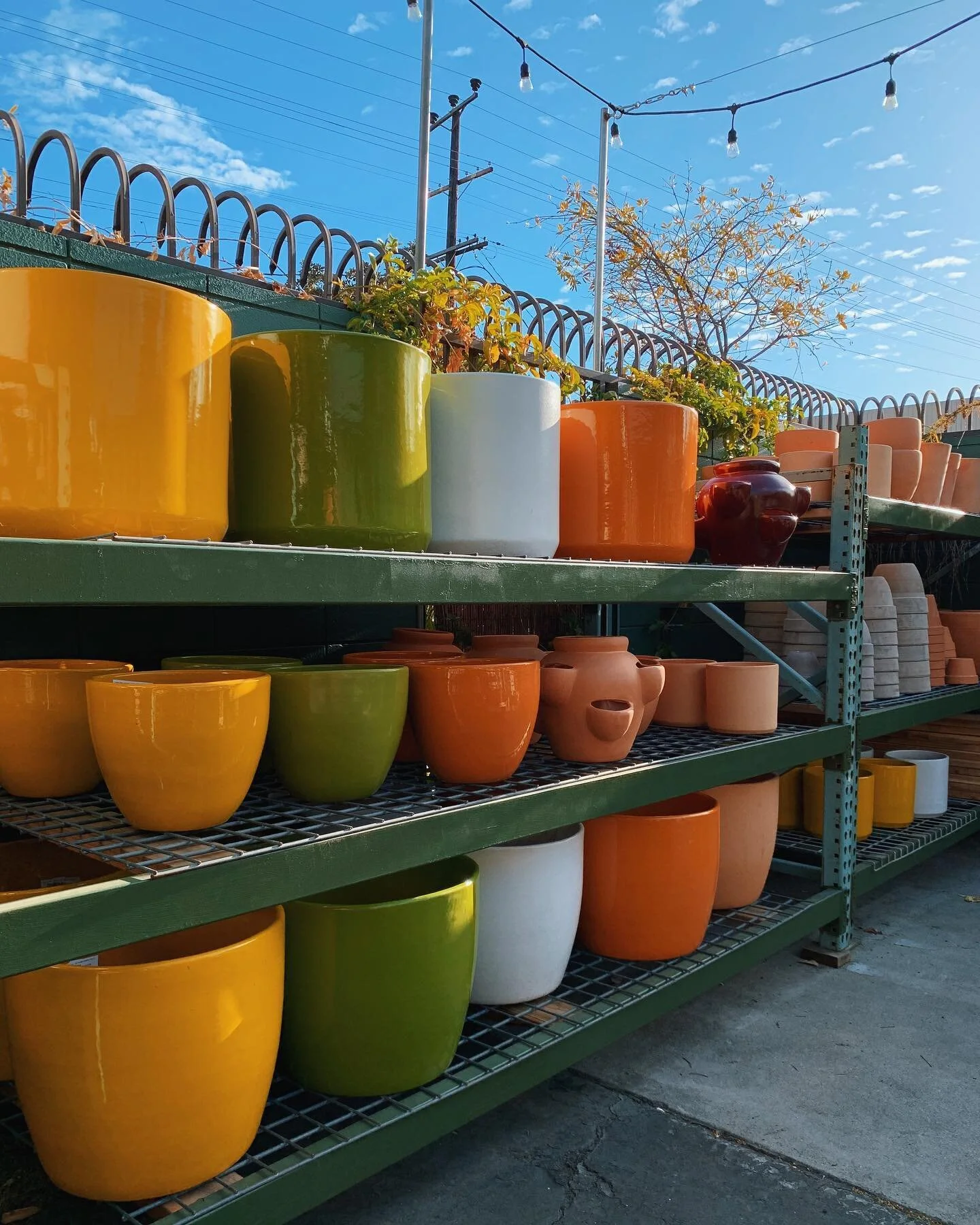 Fresh in at Fig; pots, plants, and pollinators! 

We know rain is on the way, but you can either shop our online store for pick-up, or stay dry while you browse in the indoor plant house! #freshinatfig
