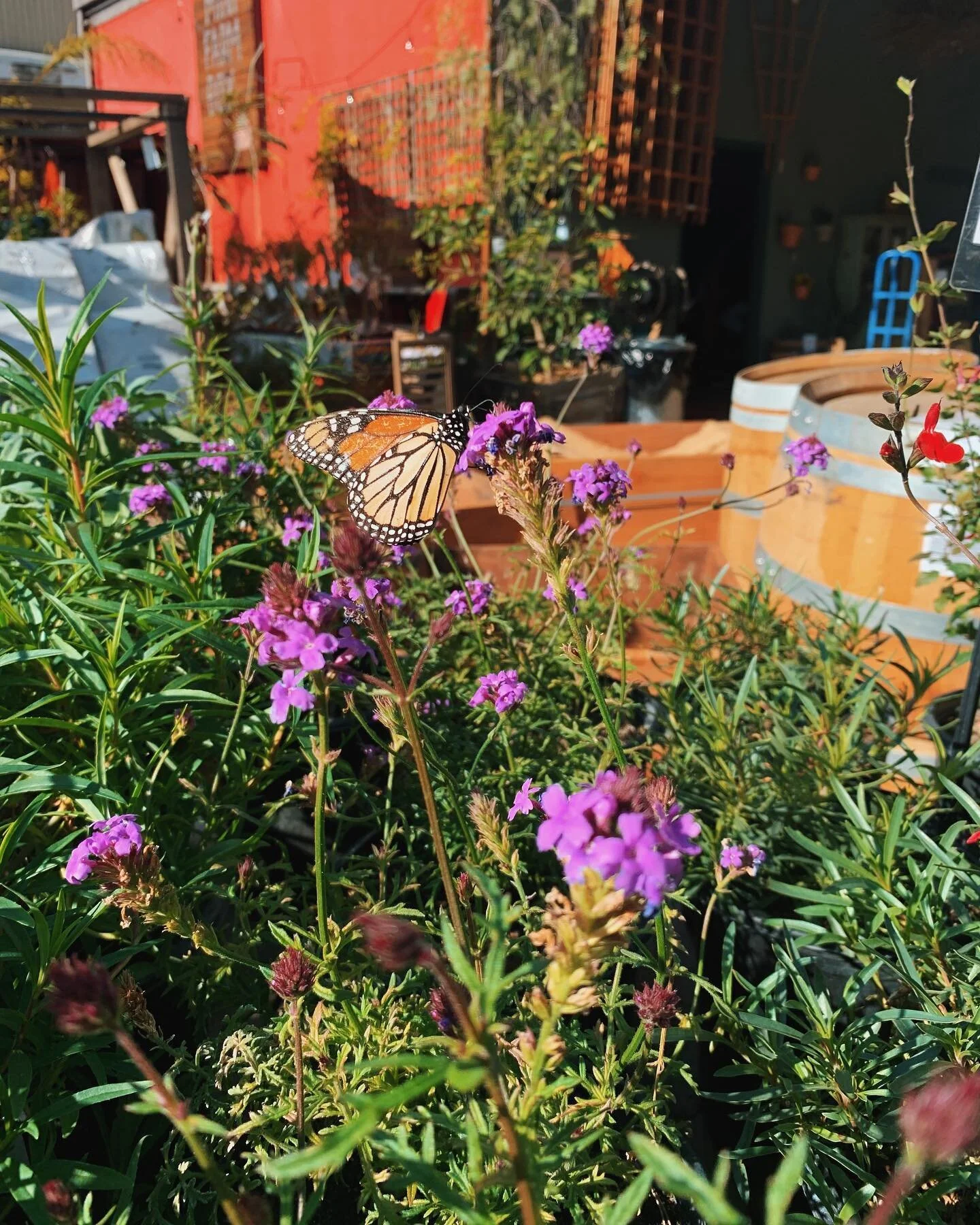 This Sunny and beautiful day started with a little visit from this Monarch butterfly! Landing on the blooming De La Mina Verbena at the nursery.