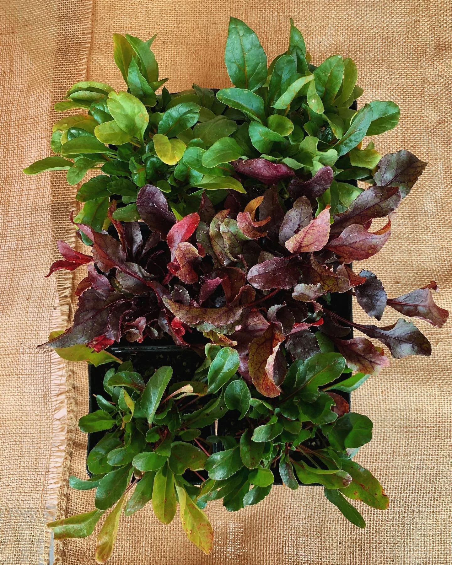 Nothing quite like some Blood Red Beets to get your heart BEETING on this Valentine&rsquo;s Day!

Fortify your enormous heart with these iron-rich beet greens! We have plenty of Gold Detroit , Detroit Dark Red and Chioggia in at Fig!