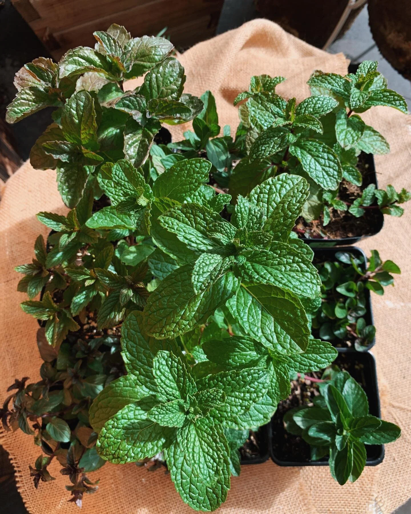 It&rsquo;s getting very minty here at Fig, with so many different varieties in stock! 

We have Moroccan, Orange, Grapefruit, Thai, The Best, Peppermint, Spearmint, Kentucky Colonel, Chocolate and Strawberry Mint! A great time to get them planted, pr