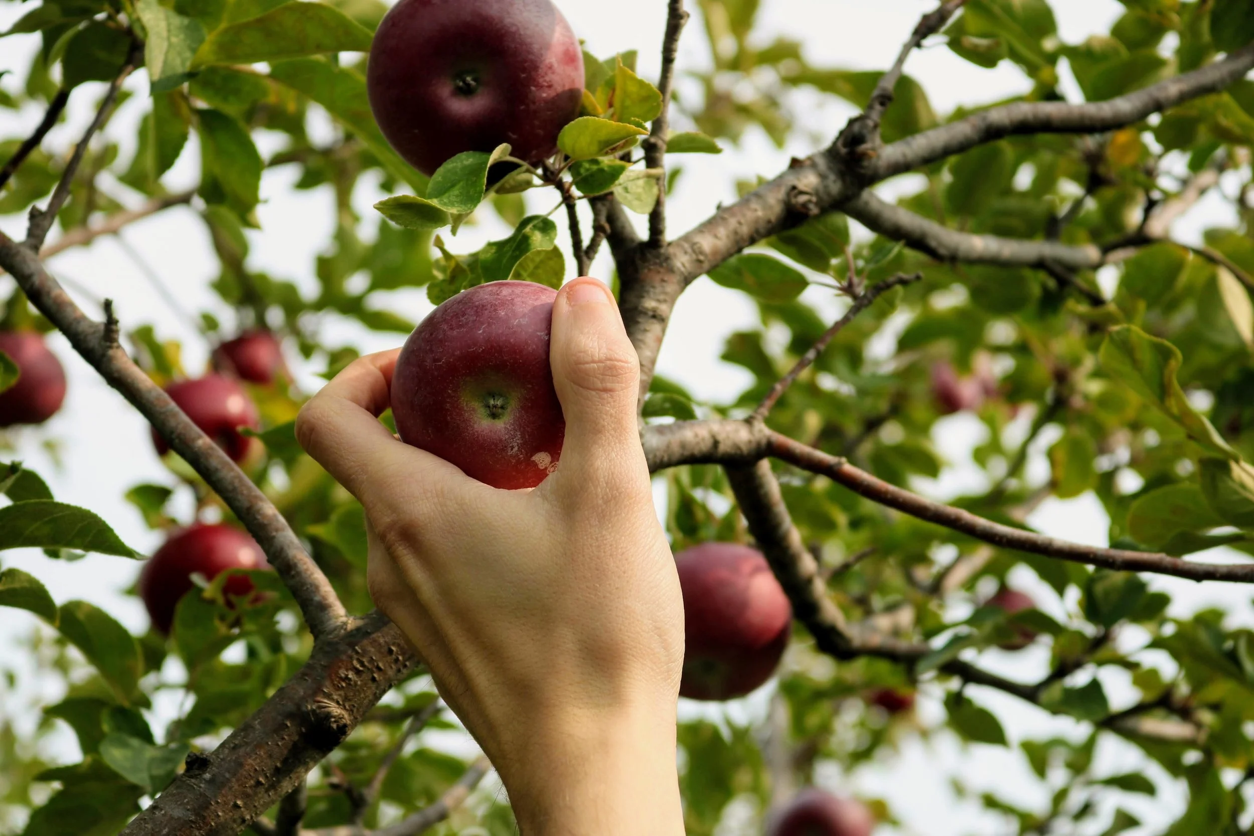 Bare Root Fruit Tree Care