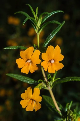 Fresh in May 18, 2023