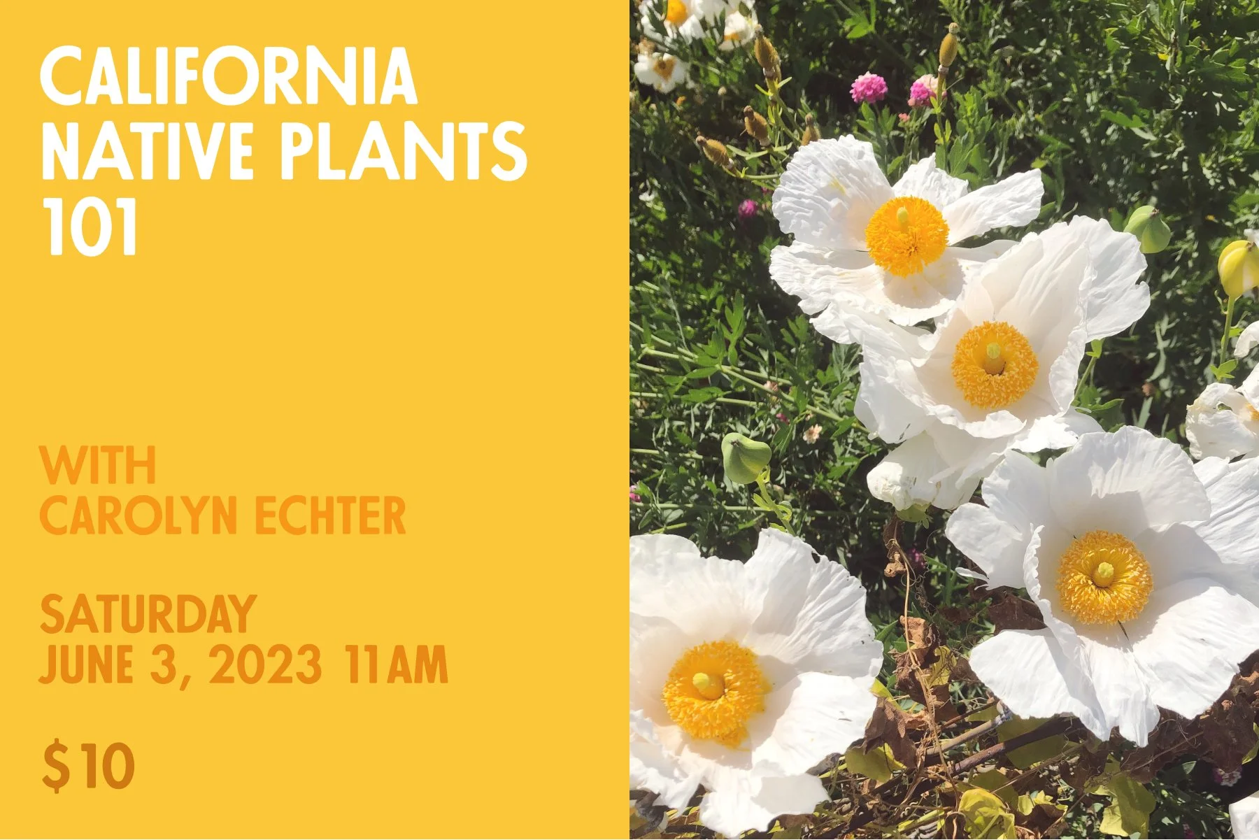 California Native Plants 101