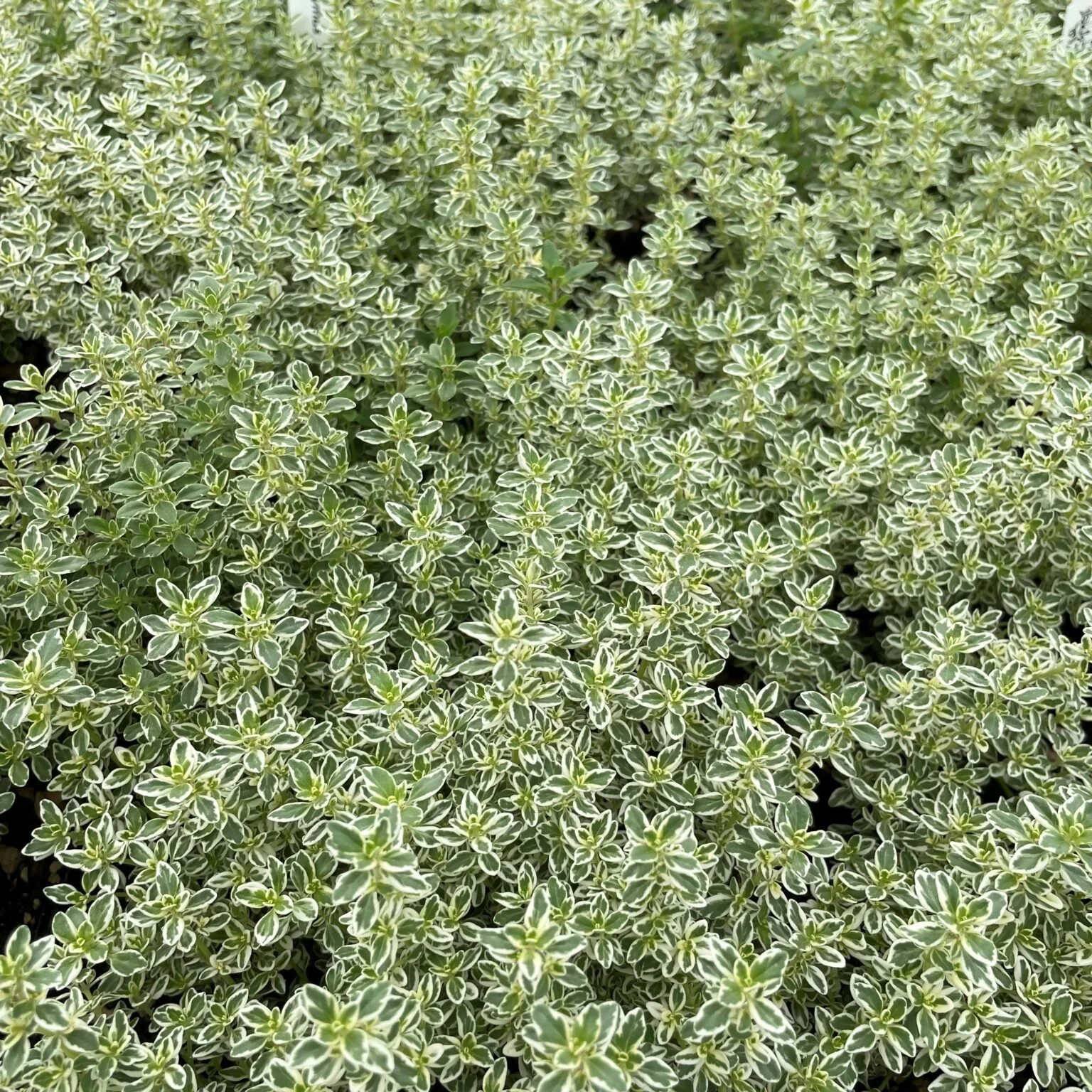 Fresh in July 20, 2023