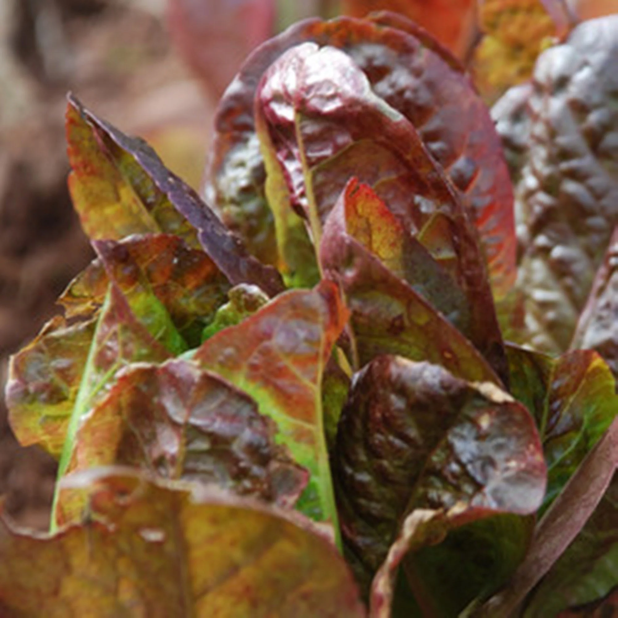 Fresh in October 19, 2023