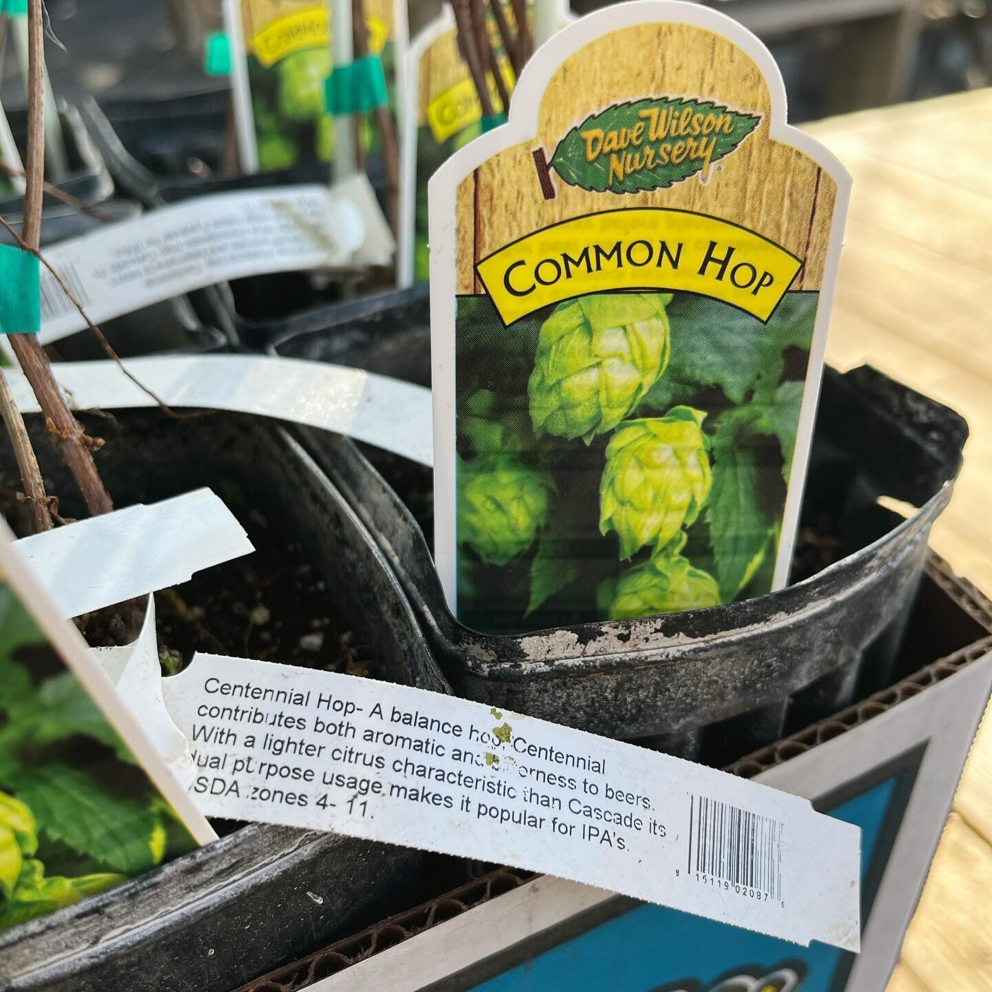 Fresh In: Centennial Hops! 🍺 this hardy and productive vine is loved by beer enthusiasts for versatility in brewing and its fresh notes that lean floral and citrus with a punch of bitterness. IPA lovers may recognize the Centennial hops from stellar