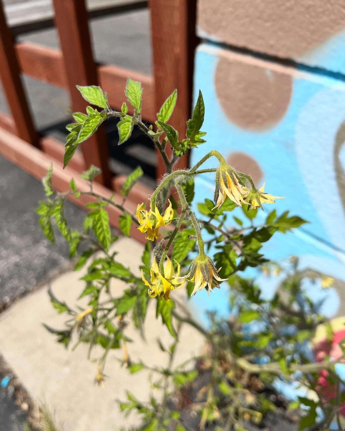 Tomatoes may seem daunting, but even the most beginner of gardeners can have success with them. Take for instance our miracle tomato that we found growing in the crack of a bit of cement here at the store. If it can do it so can you! Still not sure? 