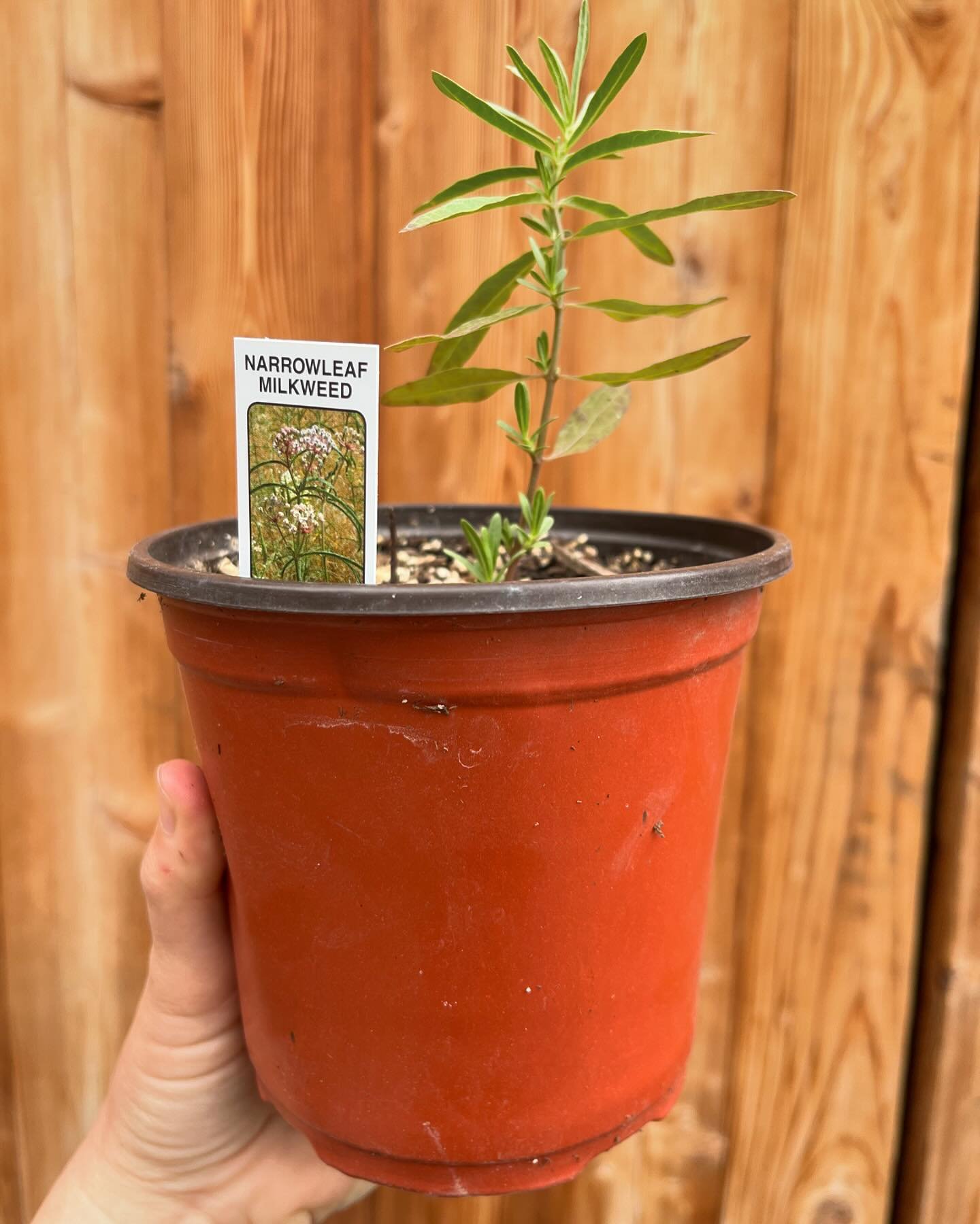 The wait is over - milkweed is here! Asclepias fascicularis aka narrow leaf milkweed plays a crucial role in Monarch butterfly conservation by acting as a larval host plant, providing a place for Monarch butterflies to lay their eggs and food for the