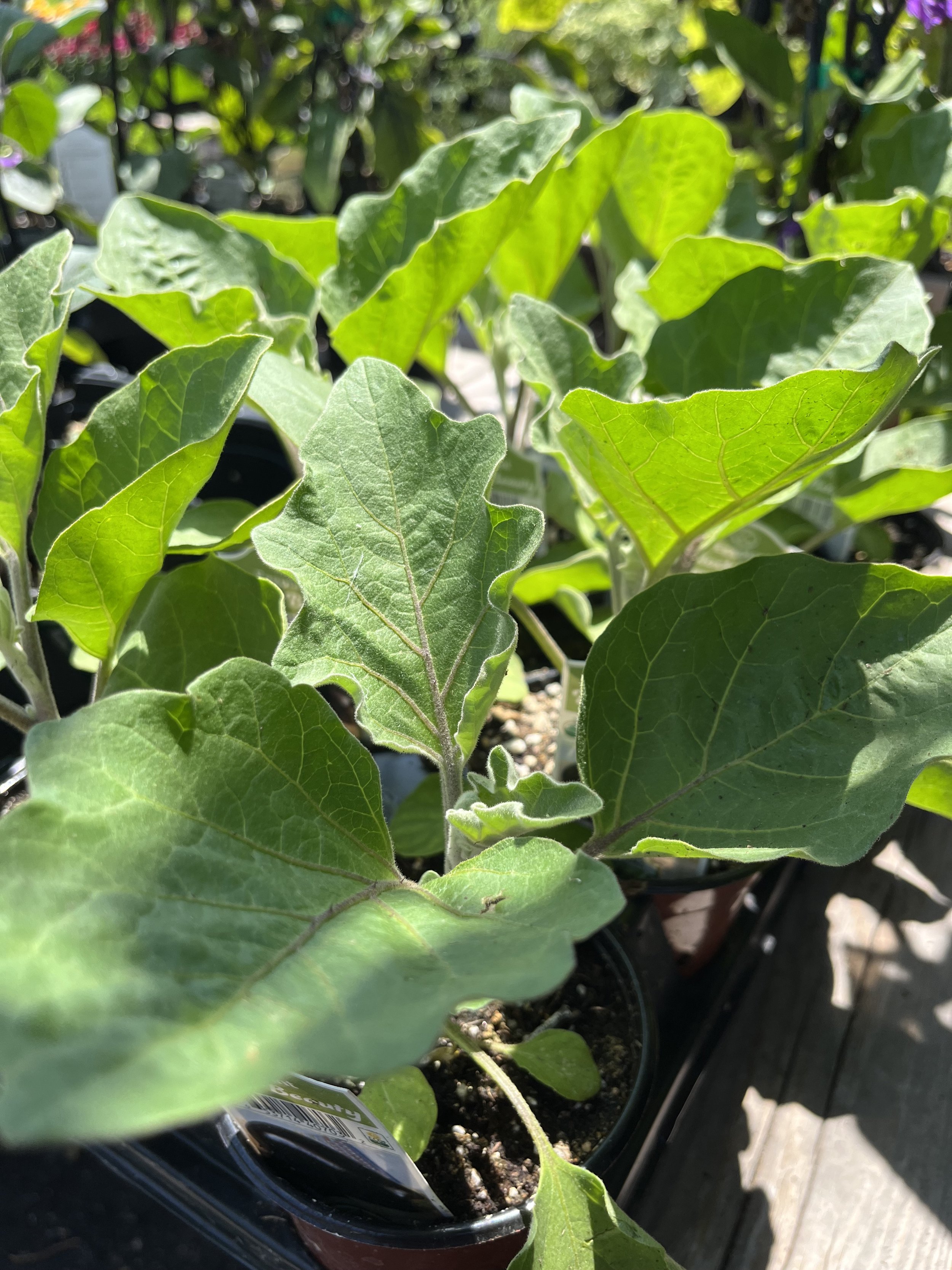 Fresh In May 30, 2024