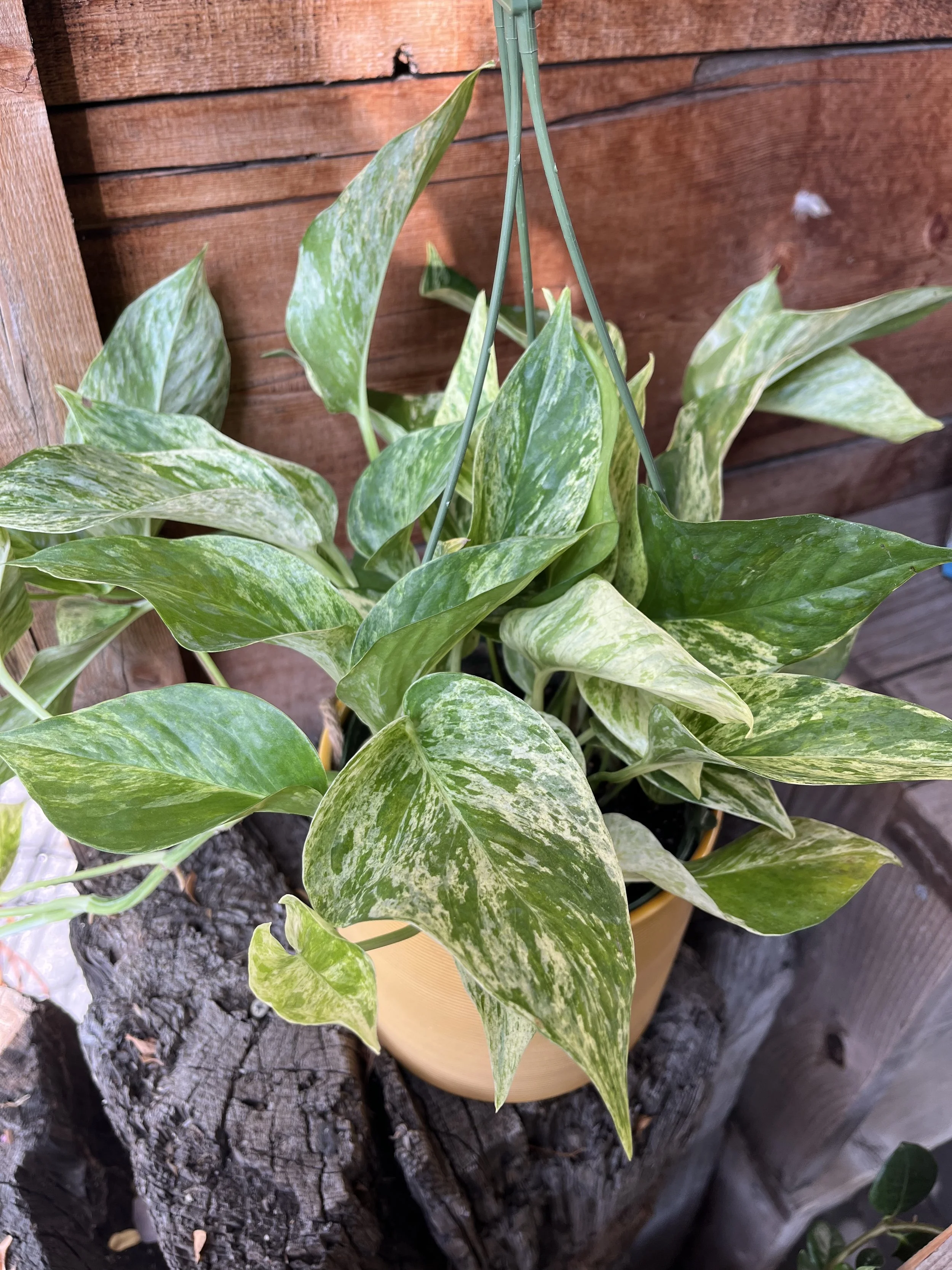 Fresh In October 10, 2024