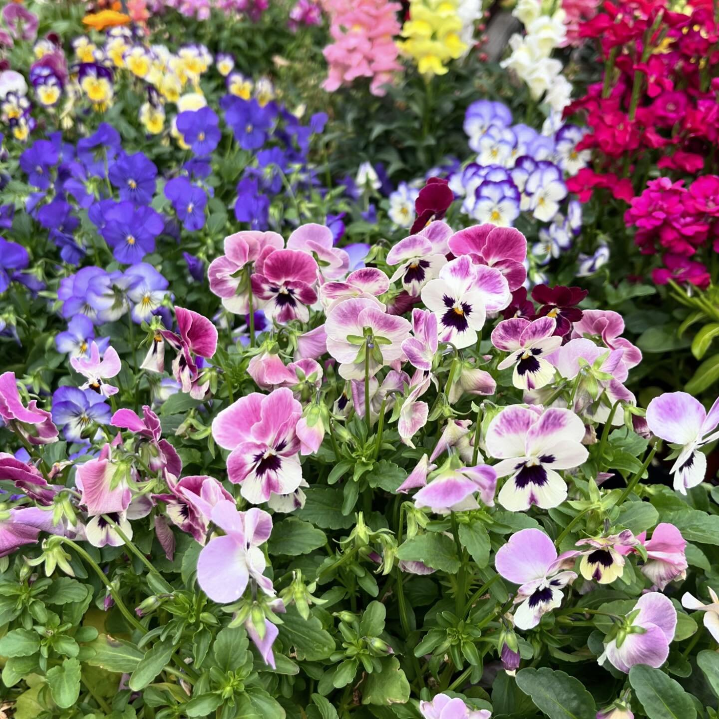 🌼 Fresh arrivals this week! 🌟 Check out our favorites: a vibrant rainbow of flowers, yellow Spanish onions, bush snow peas, Touchstone Gold beets, and all the essentials to refresh your soil for a thriving garden! 🌱✨ #NewArrivals #GardenFresh #Blo