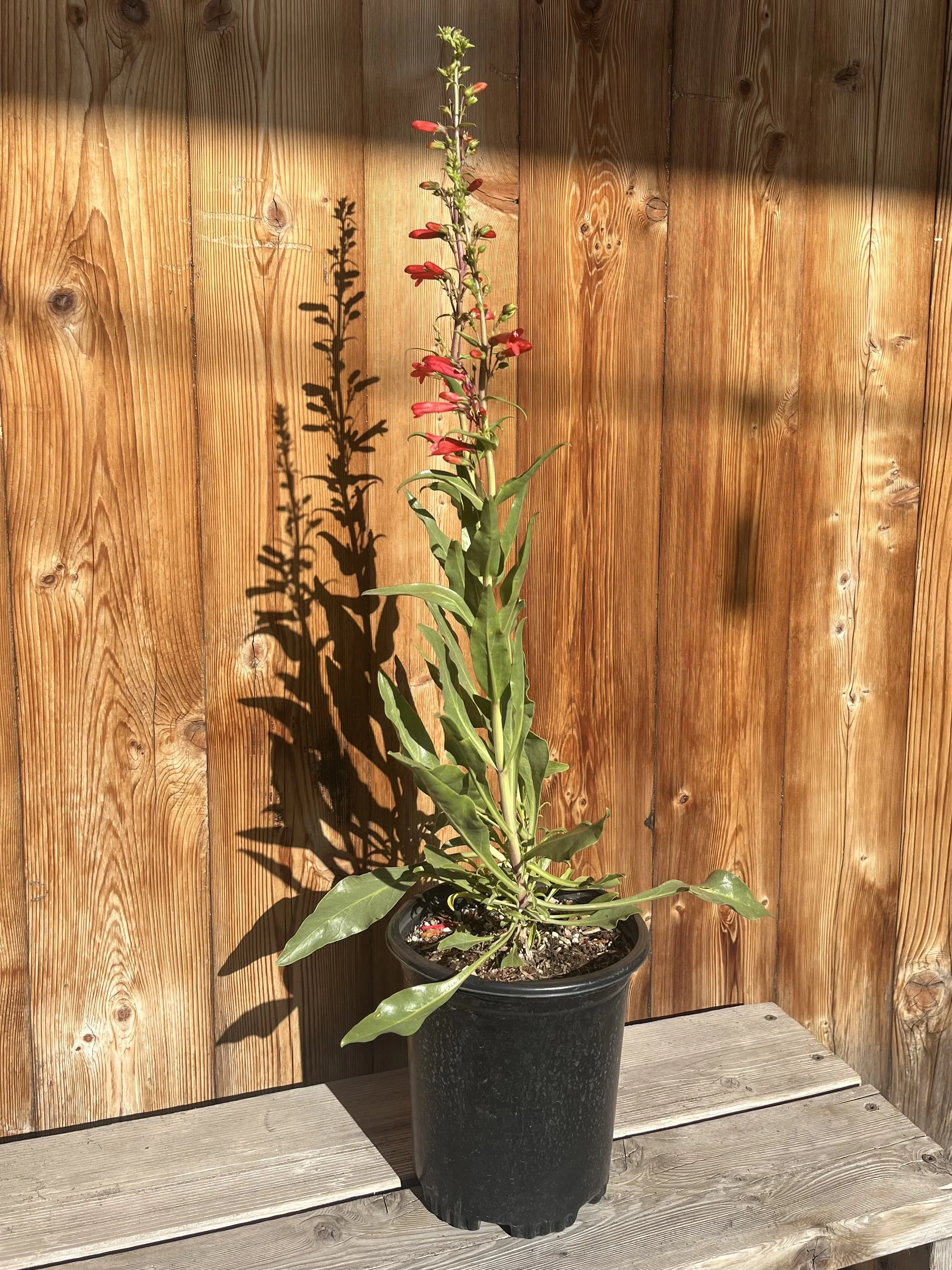 Fresh In January 23, 2025