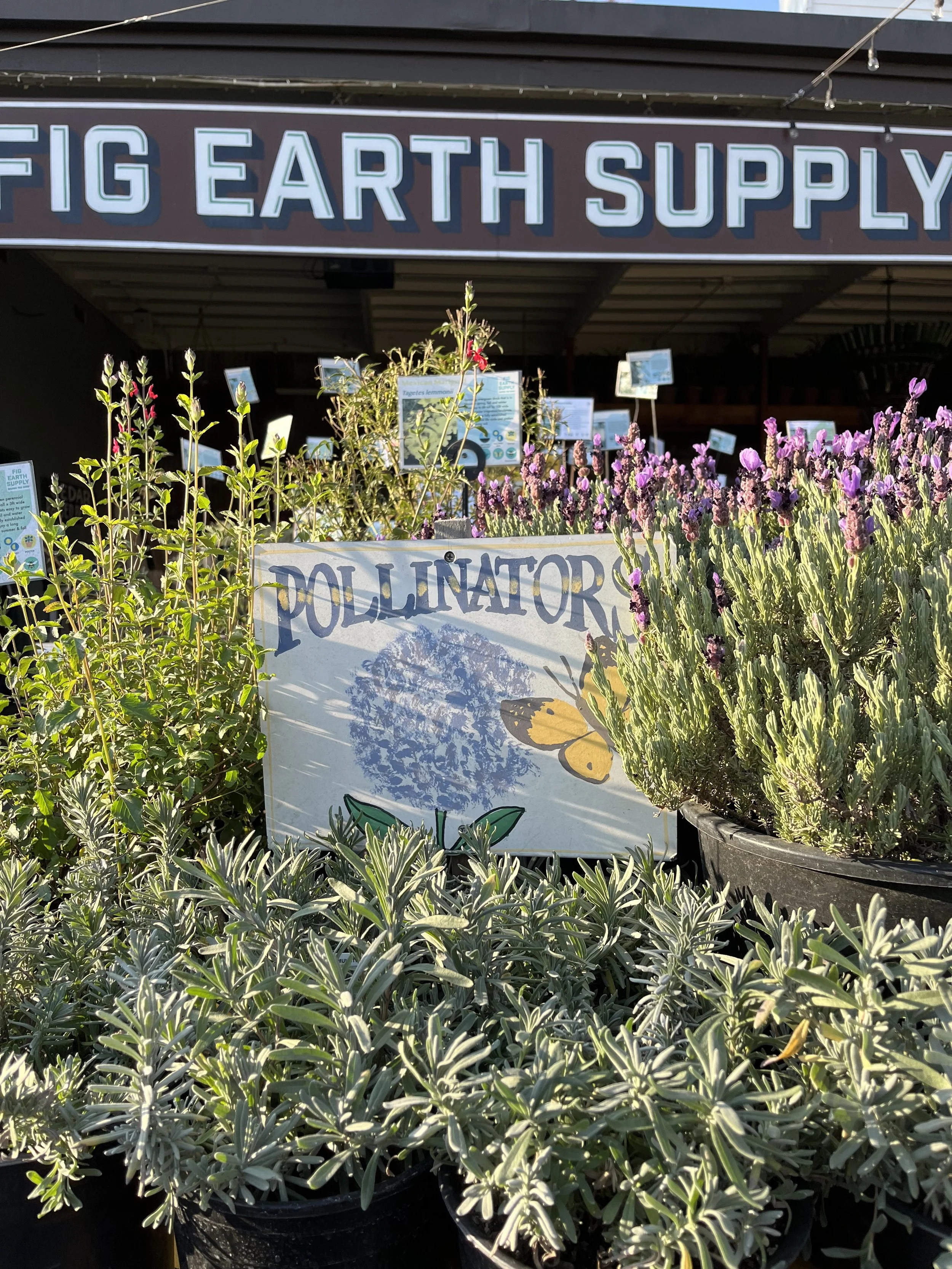 Fresh In January 30, 2025