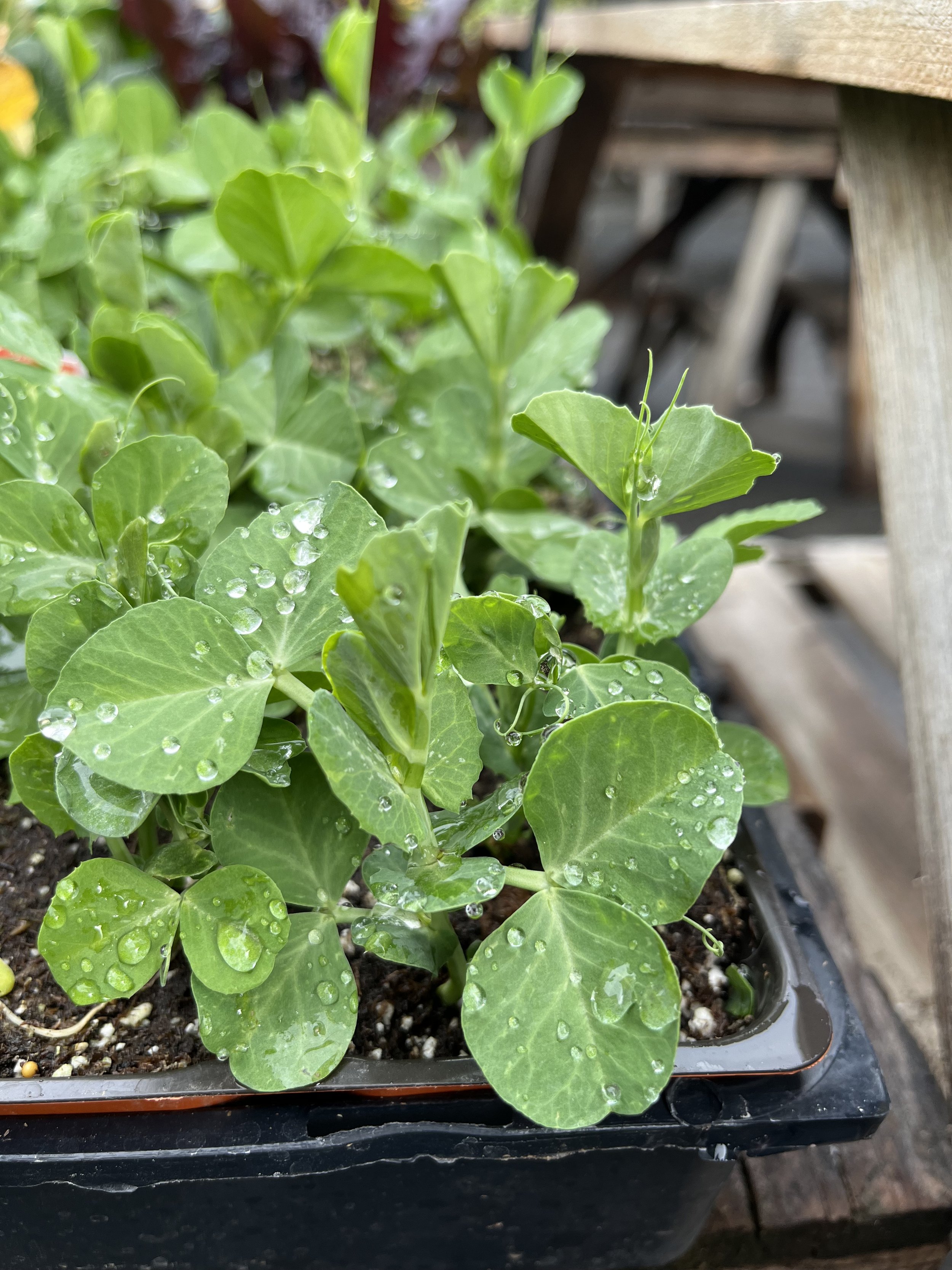 Fresh In February 5th, 2025