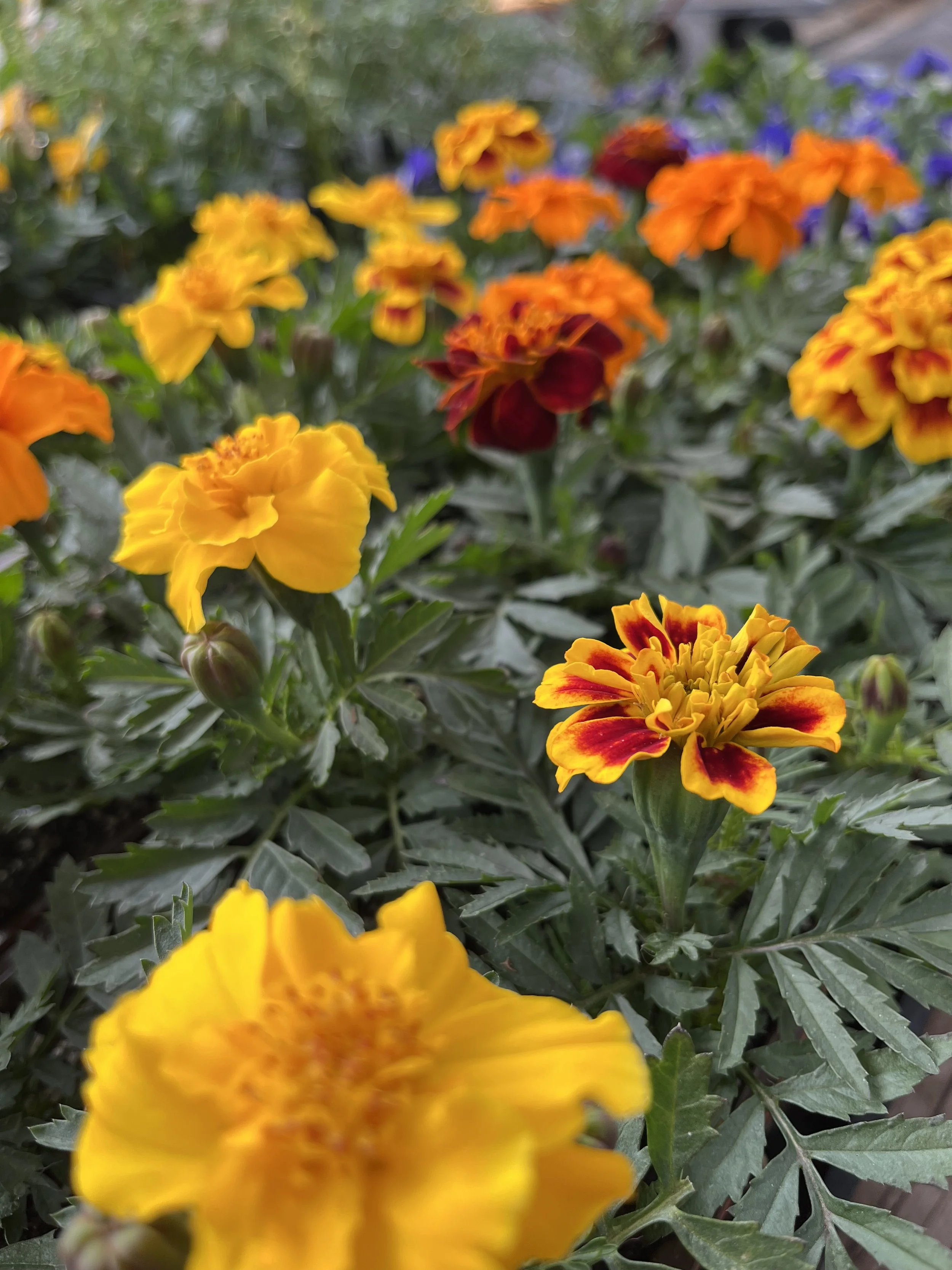 Fresh In March 13, 2025