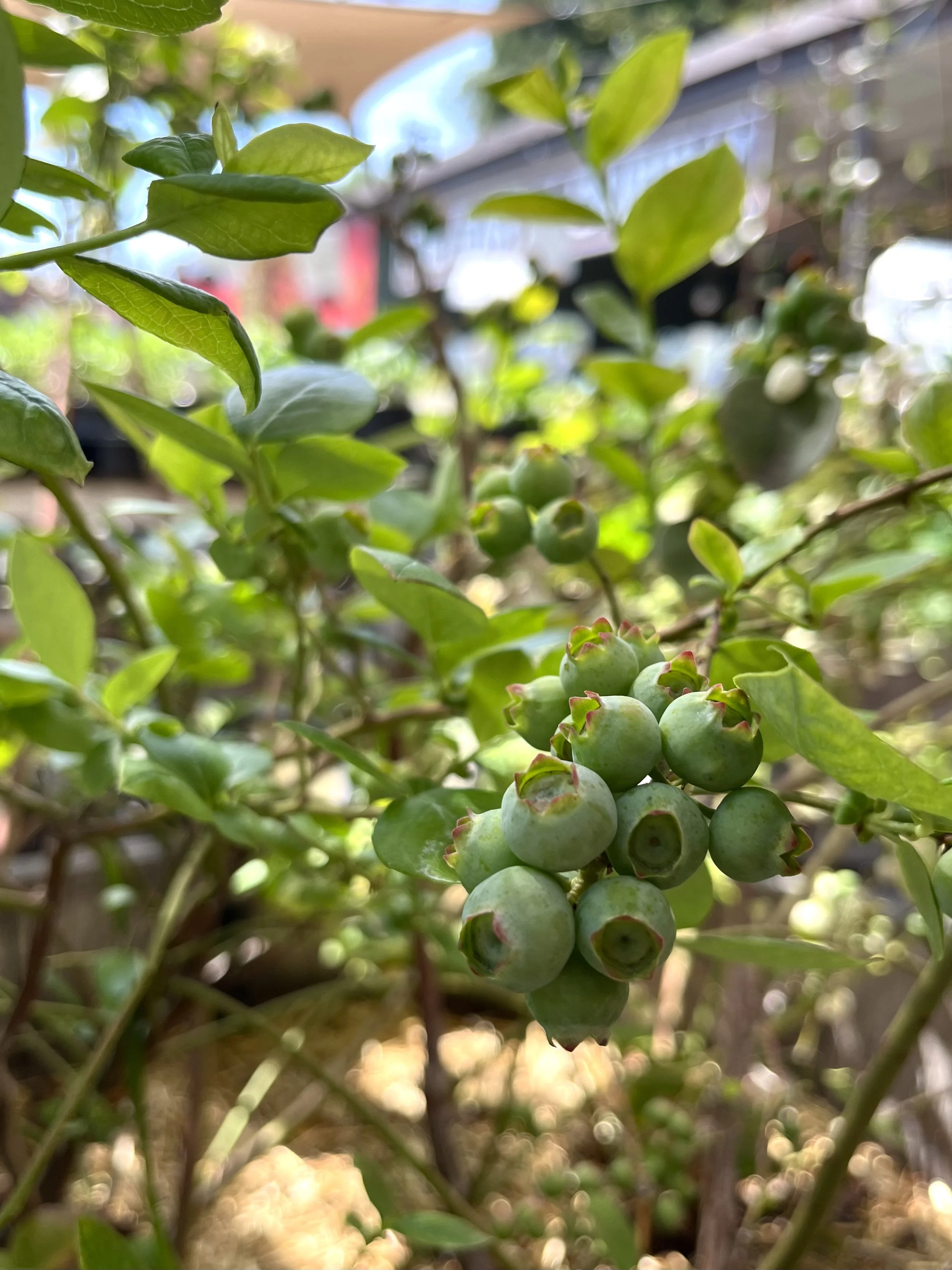 Fresh In March 20, 2025