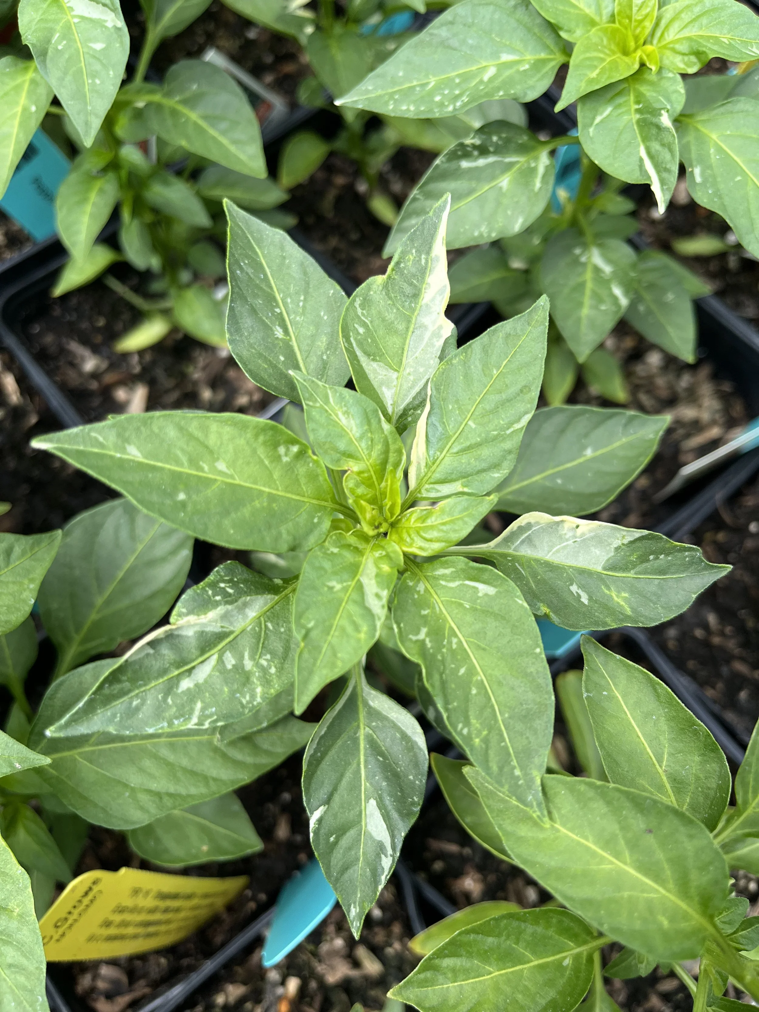 Fresh In March 27, 2025