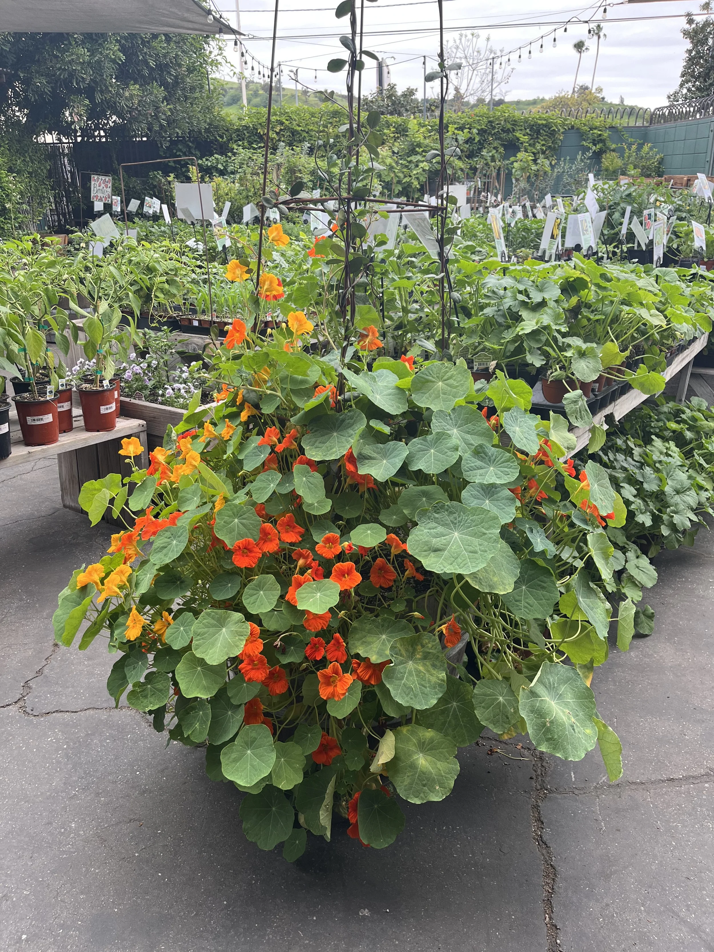 Fresh In April 17, 2025