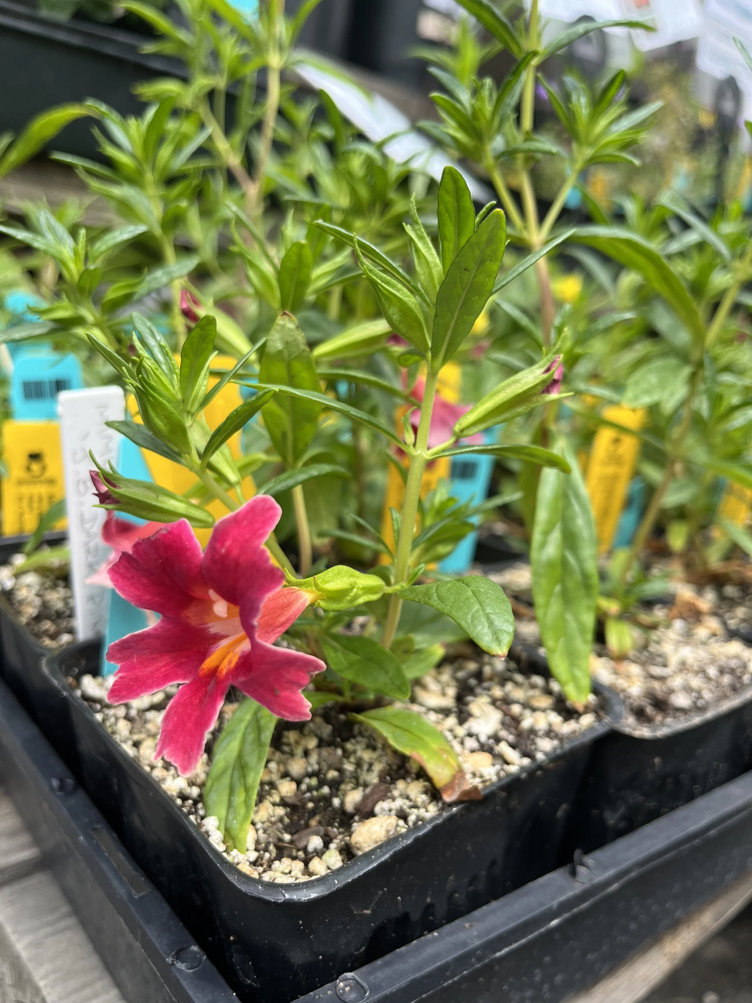 Fresh In May 1, 2025