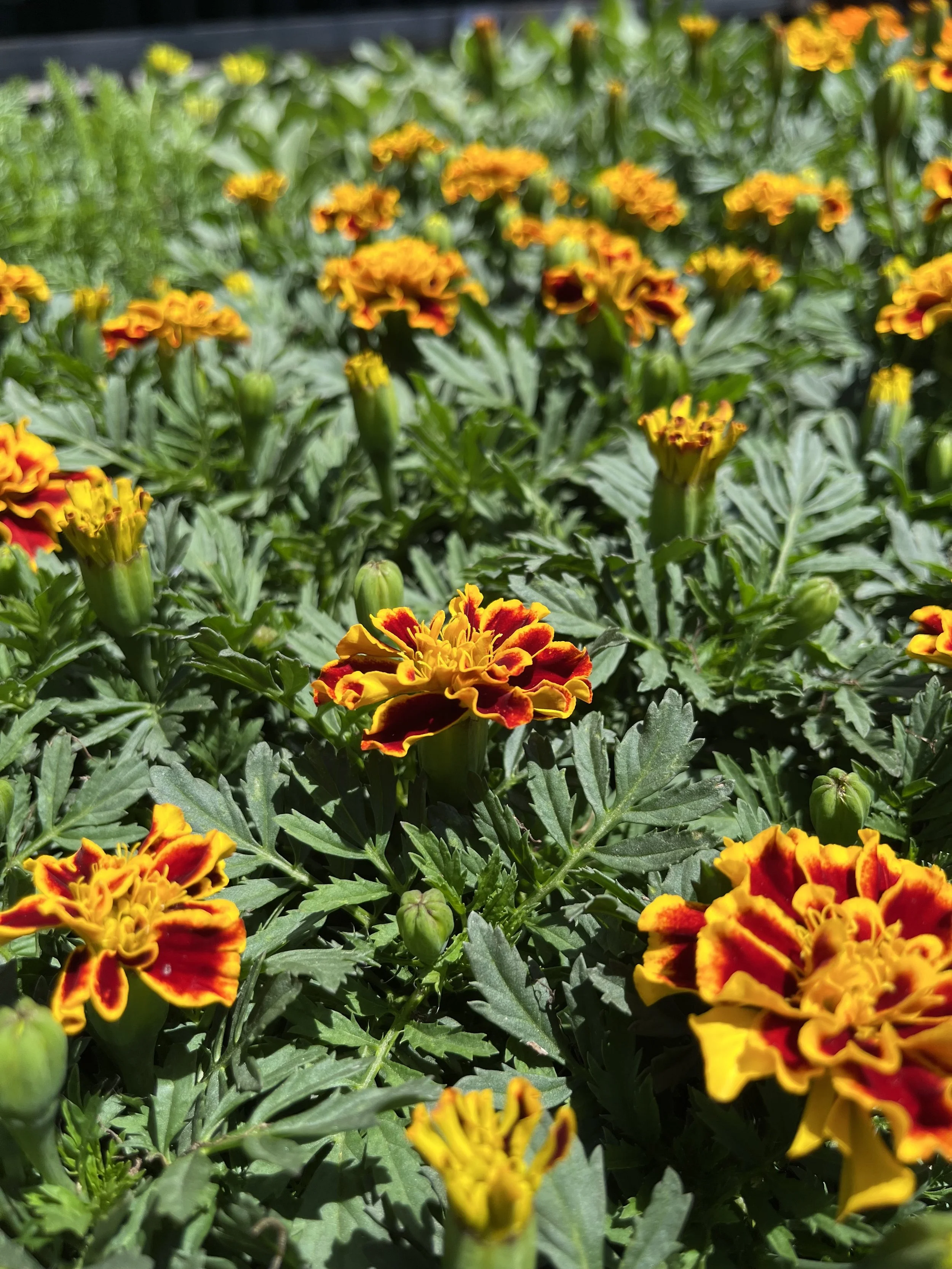 Fresh In May 8, 2025