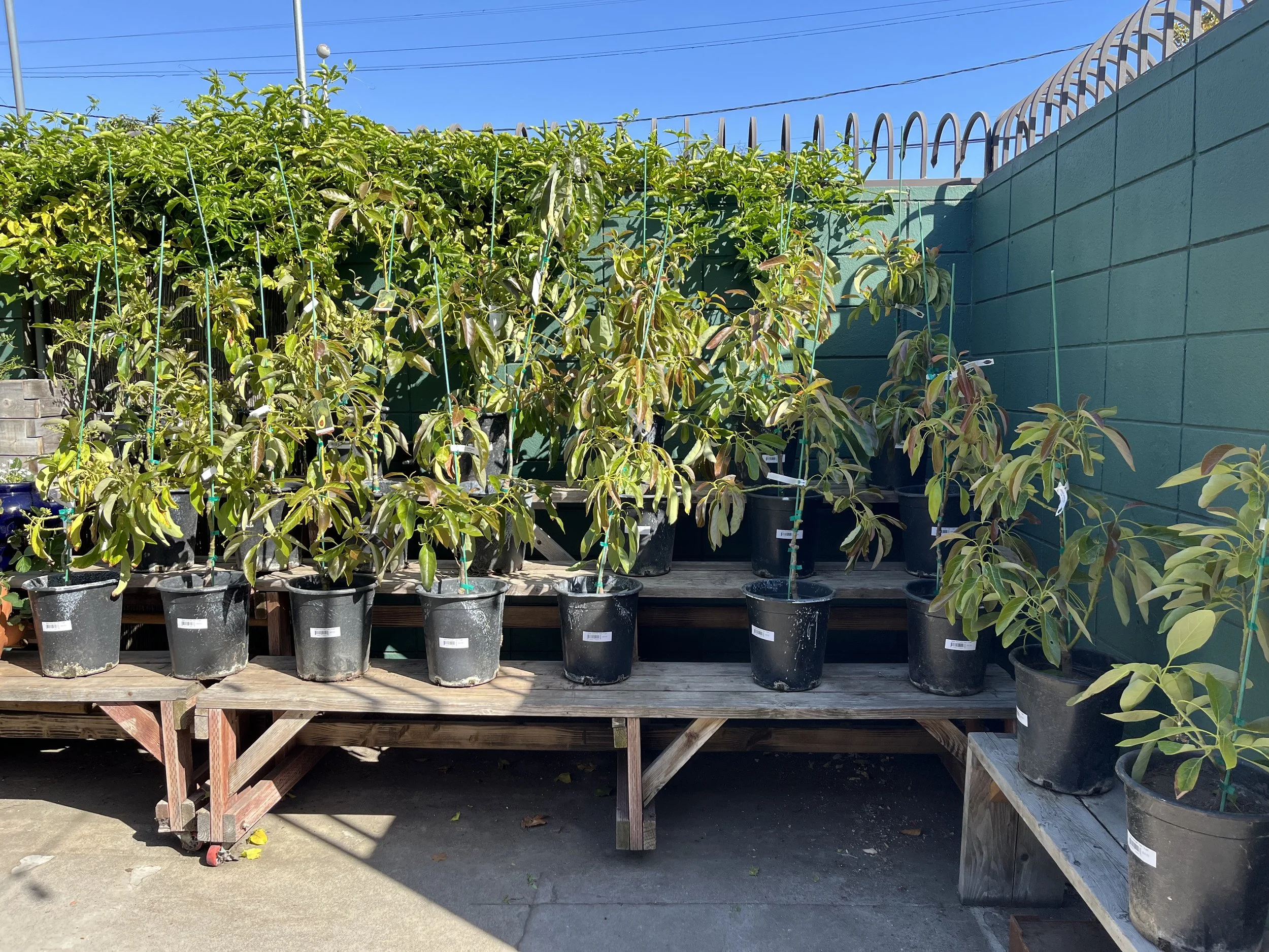 Fresh In May 15, 2025