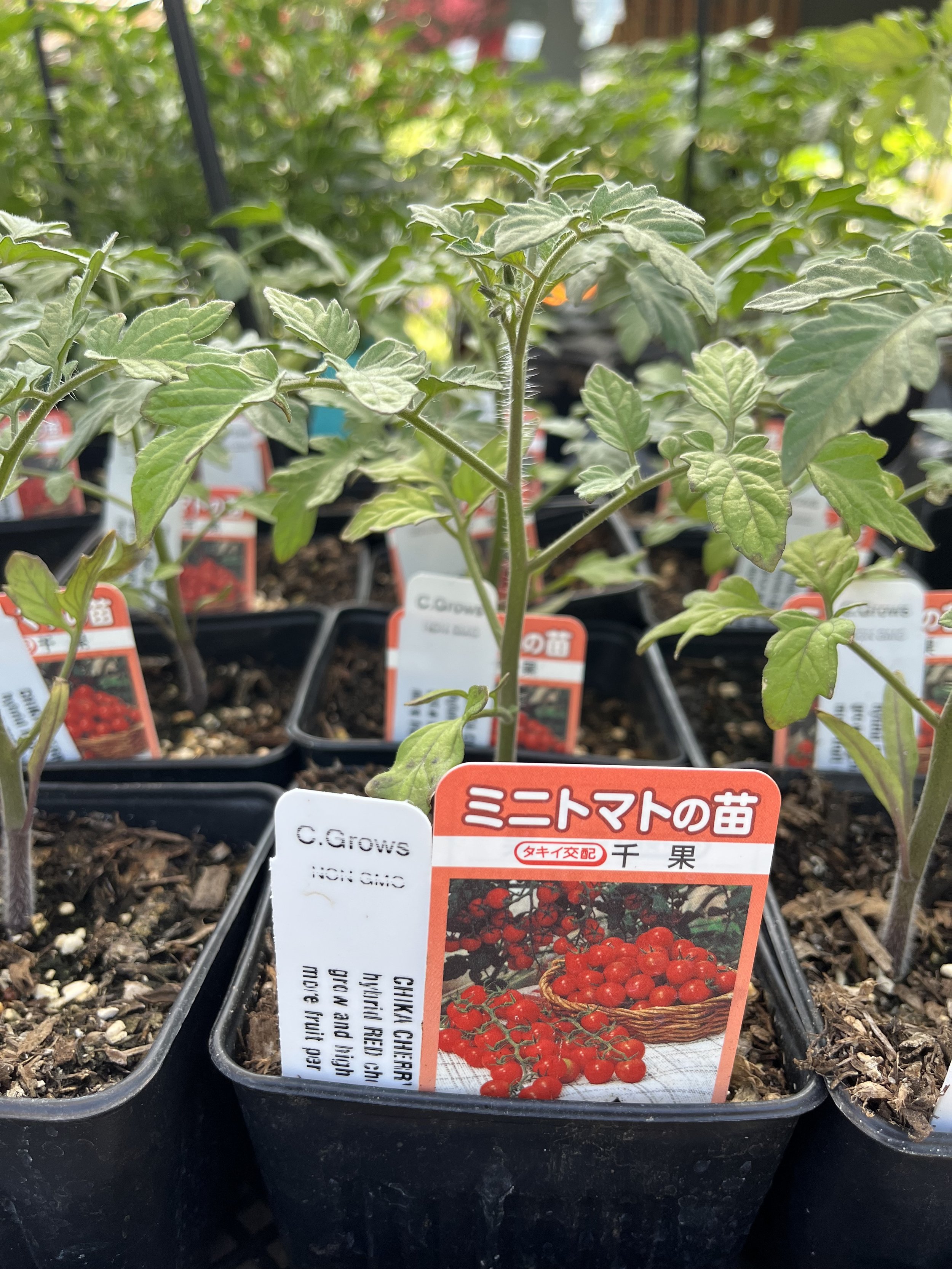 Fresh In May 29, 2025