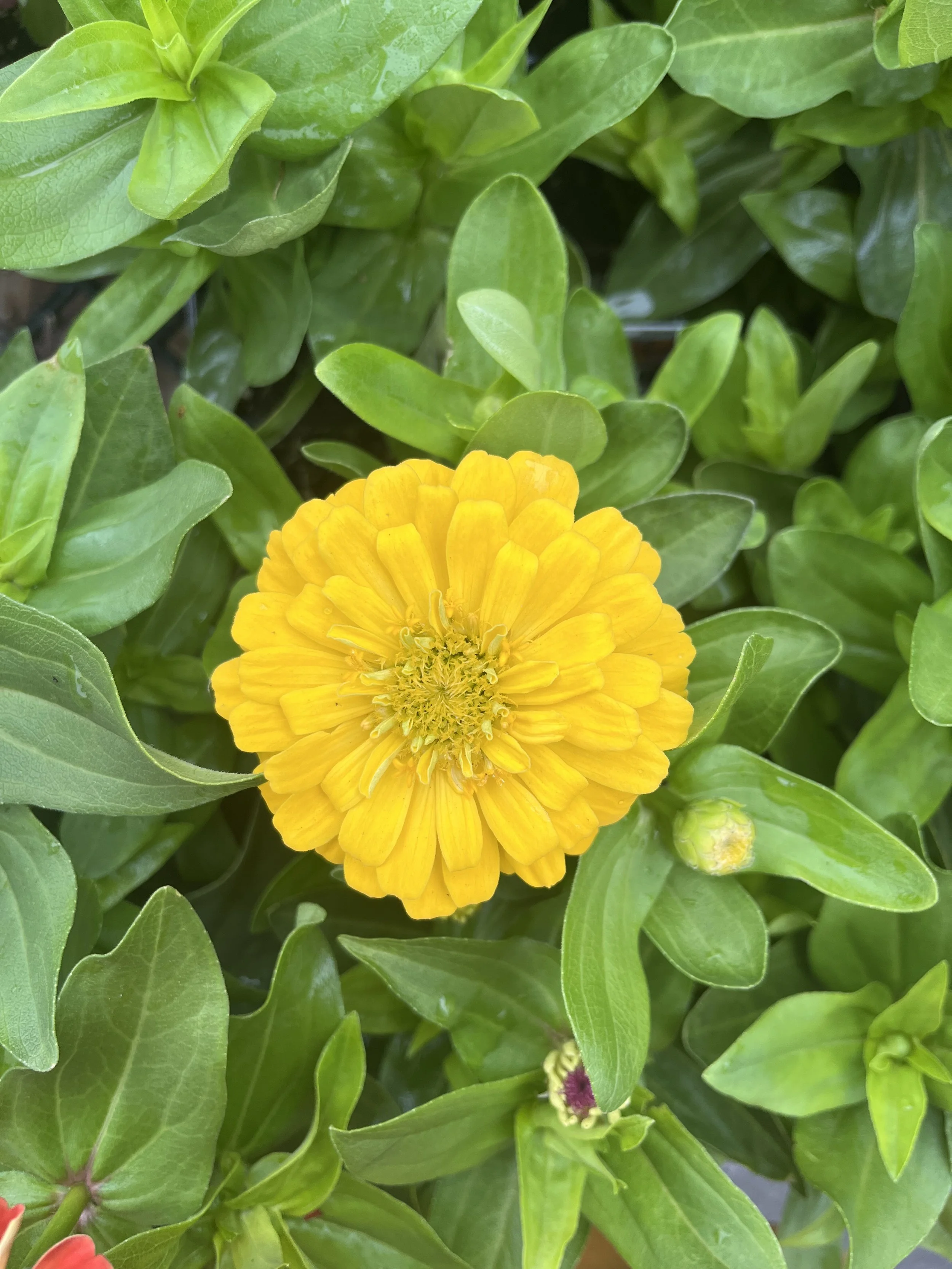 Fresh In June 5, 2025