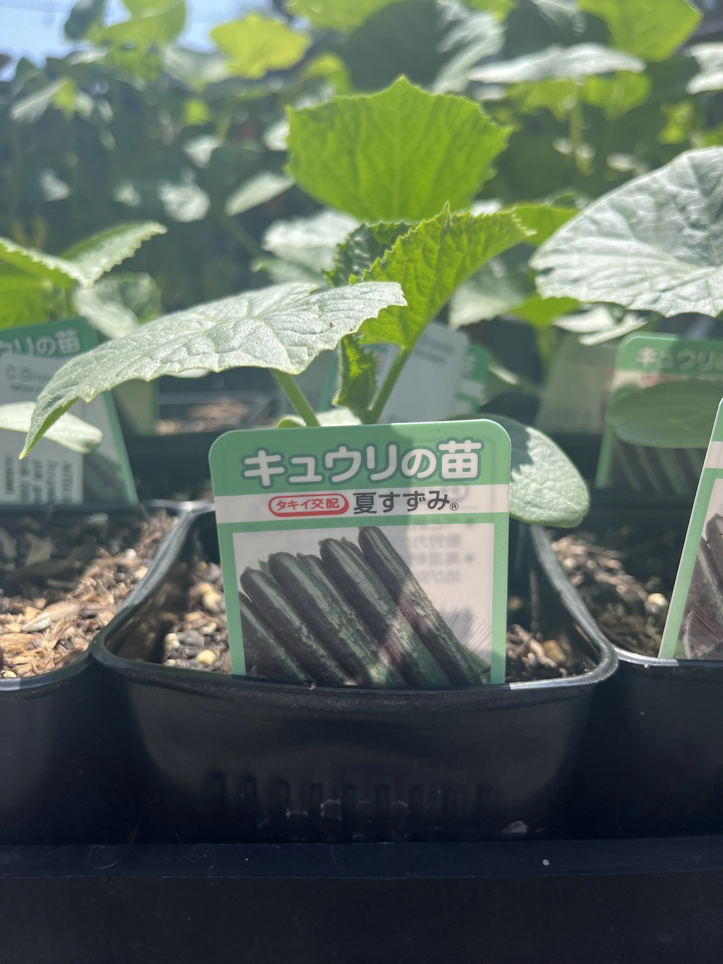 Fresh In June 12, 2025