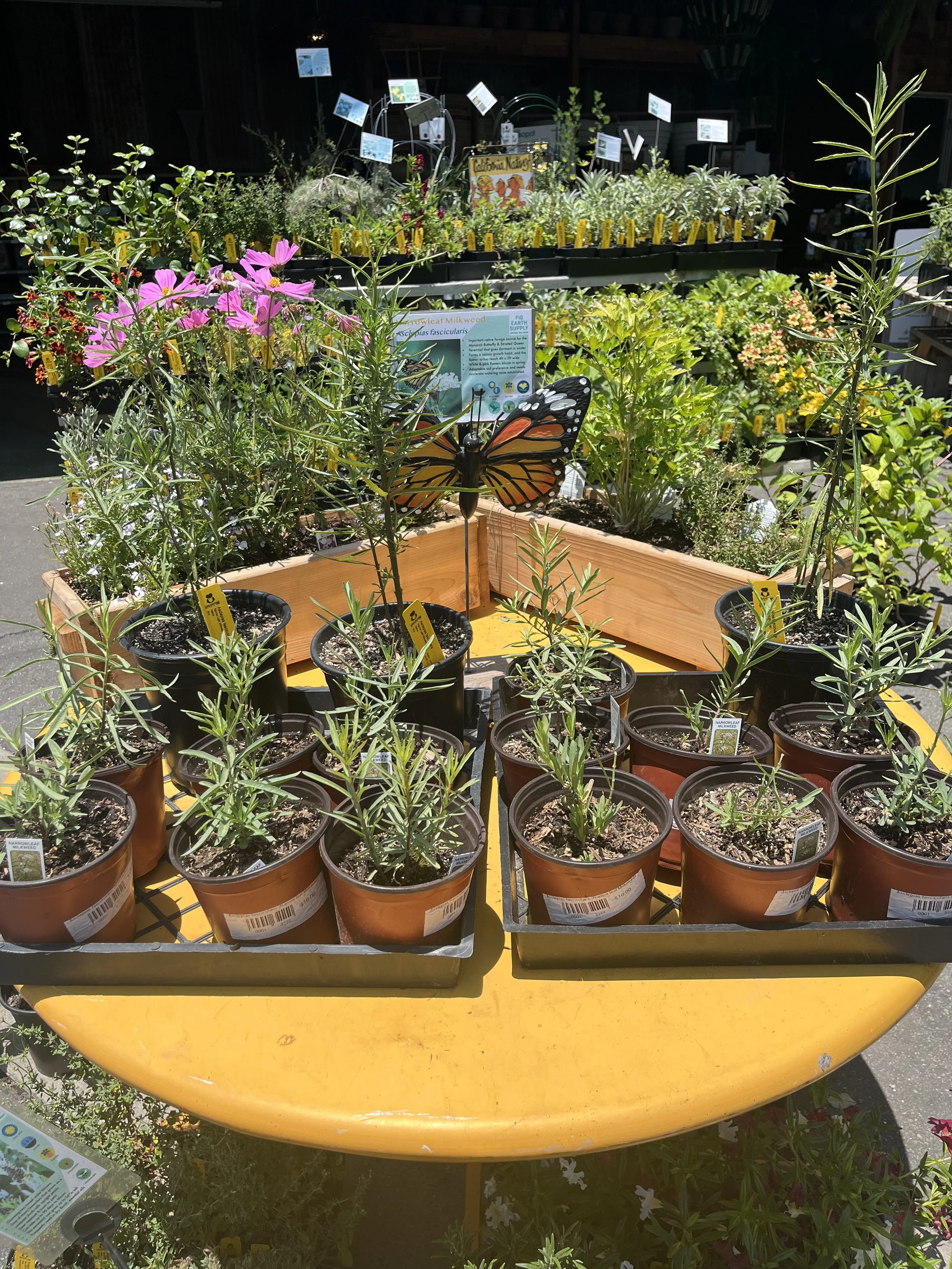 Fresh In June 19, 2025