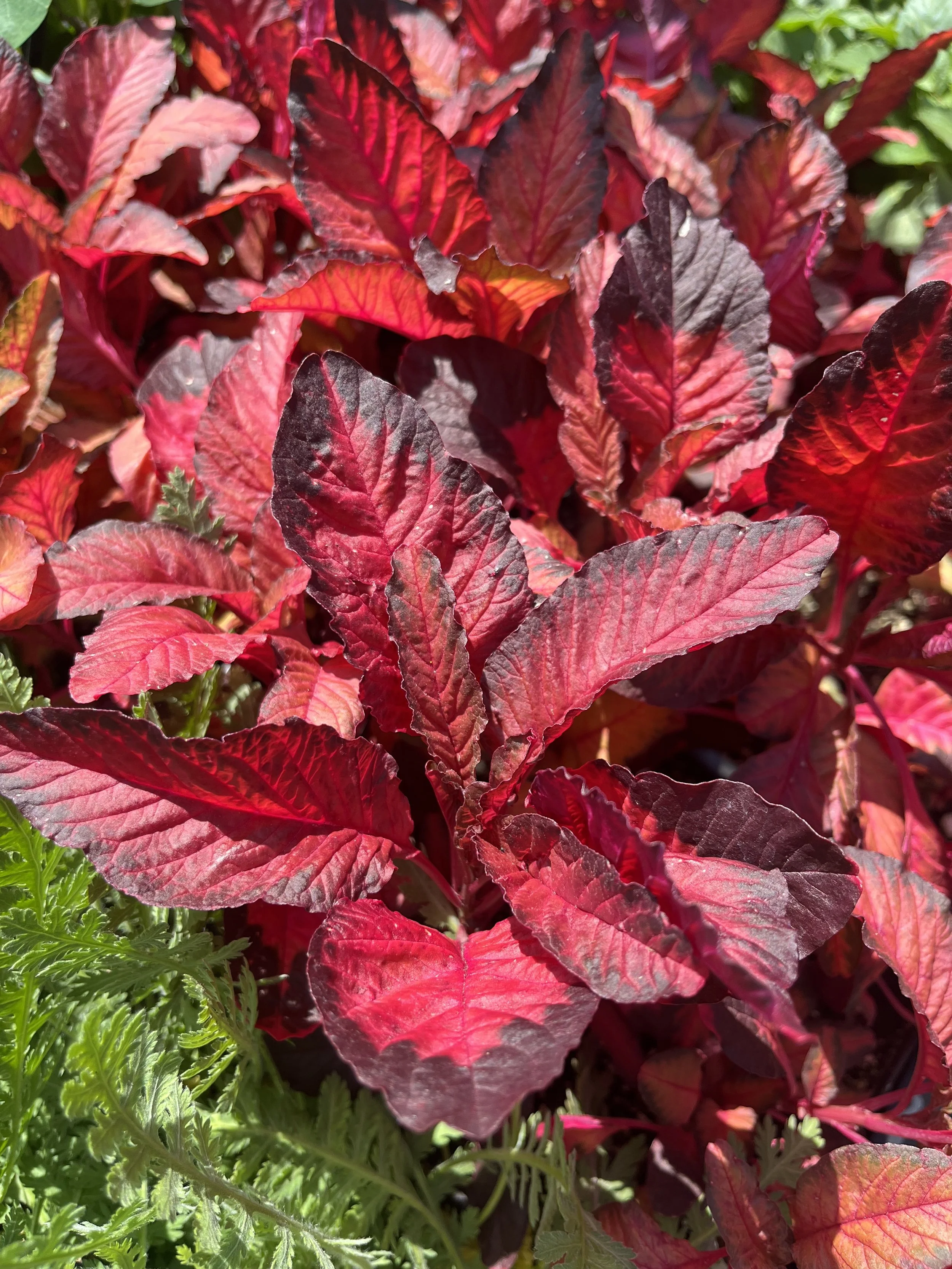 Fresh In June 26, 2025