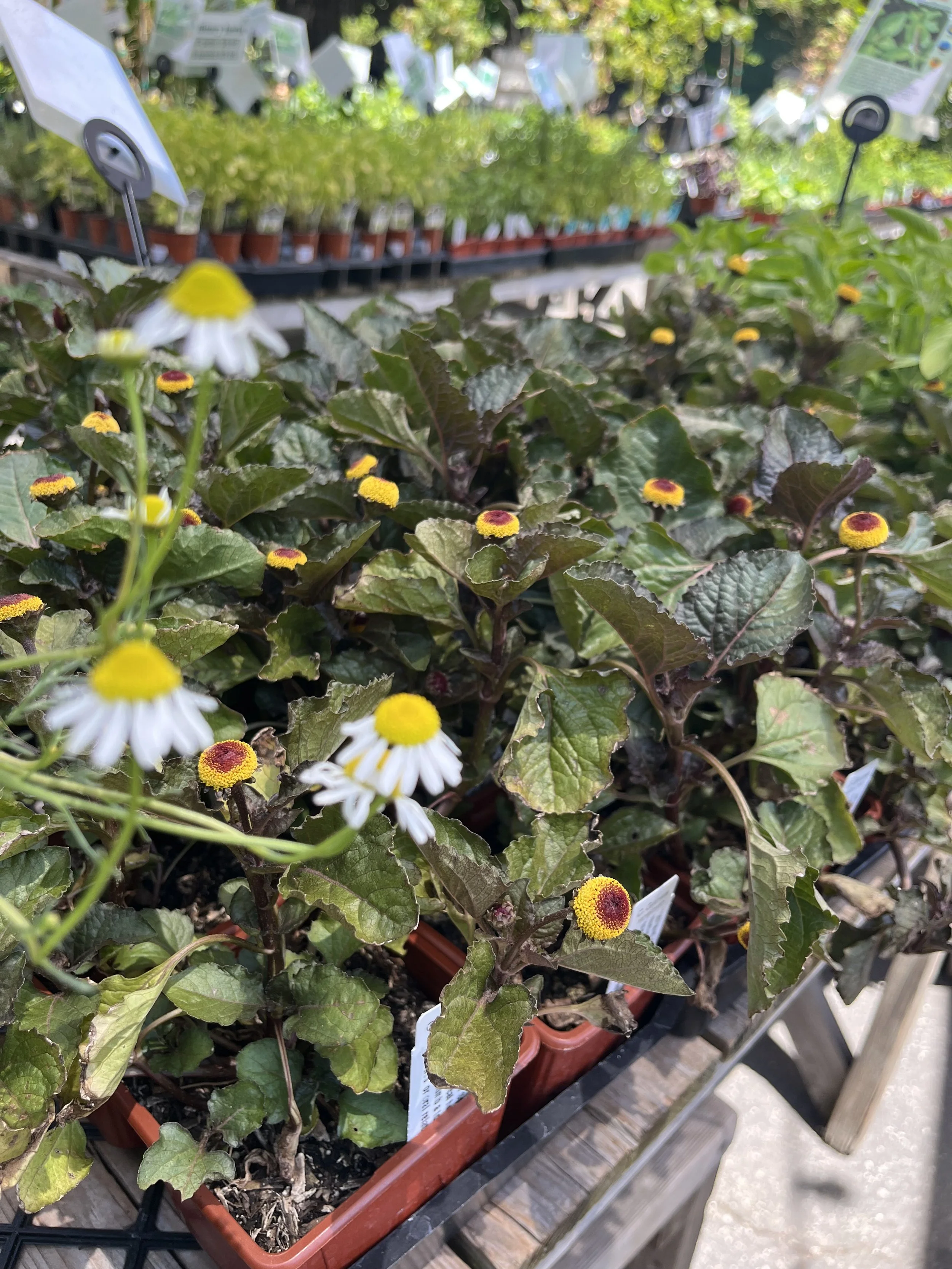 Fresh In July 3, 2025