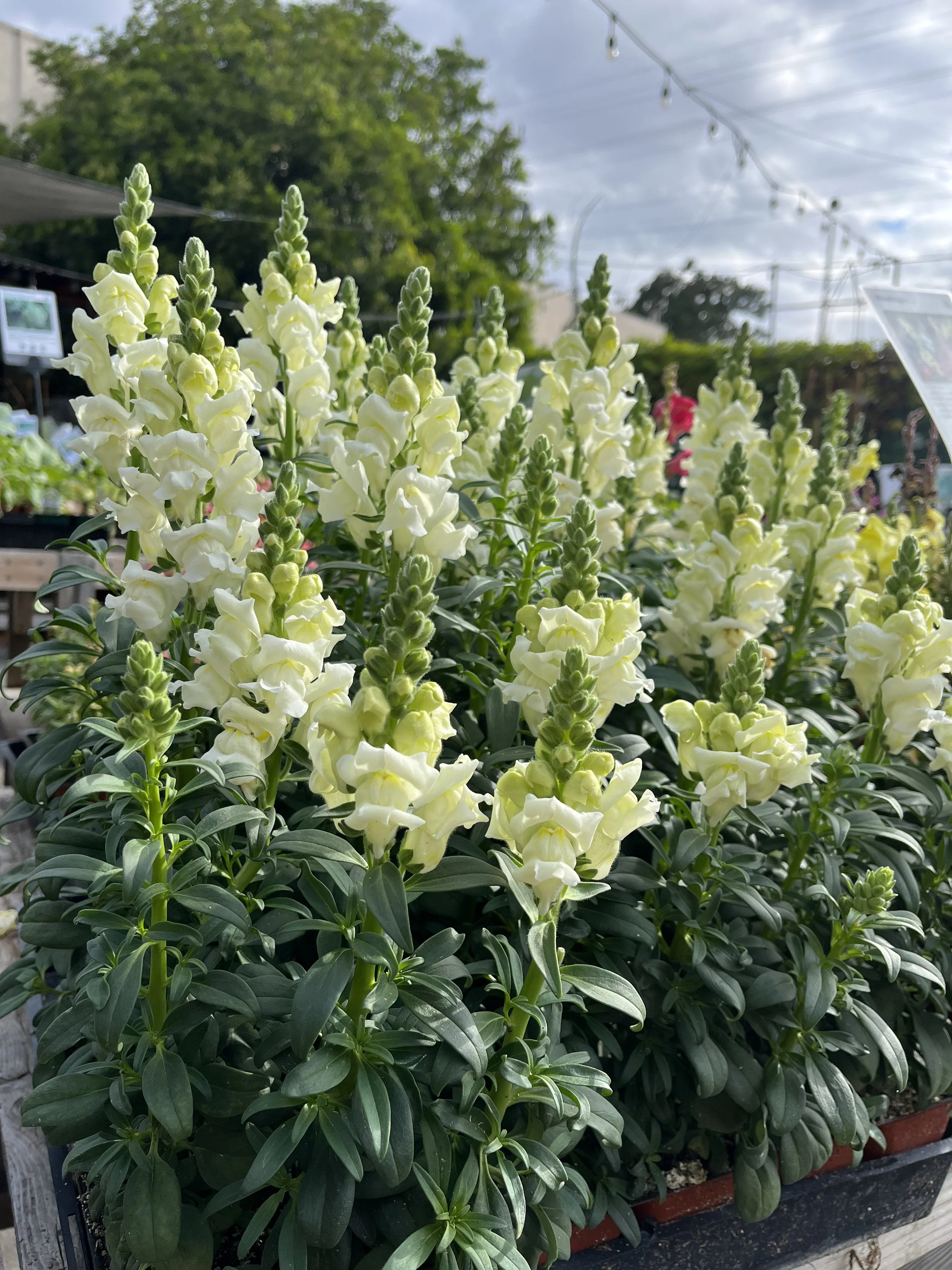 Fresh In November 20, 2025