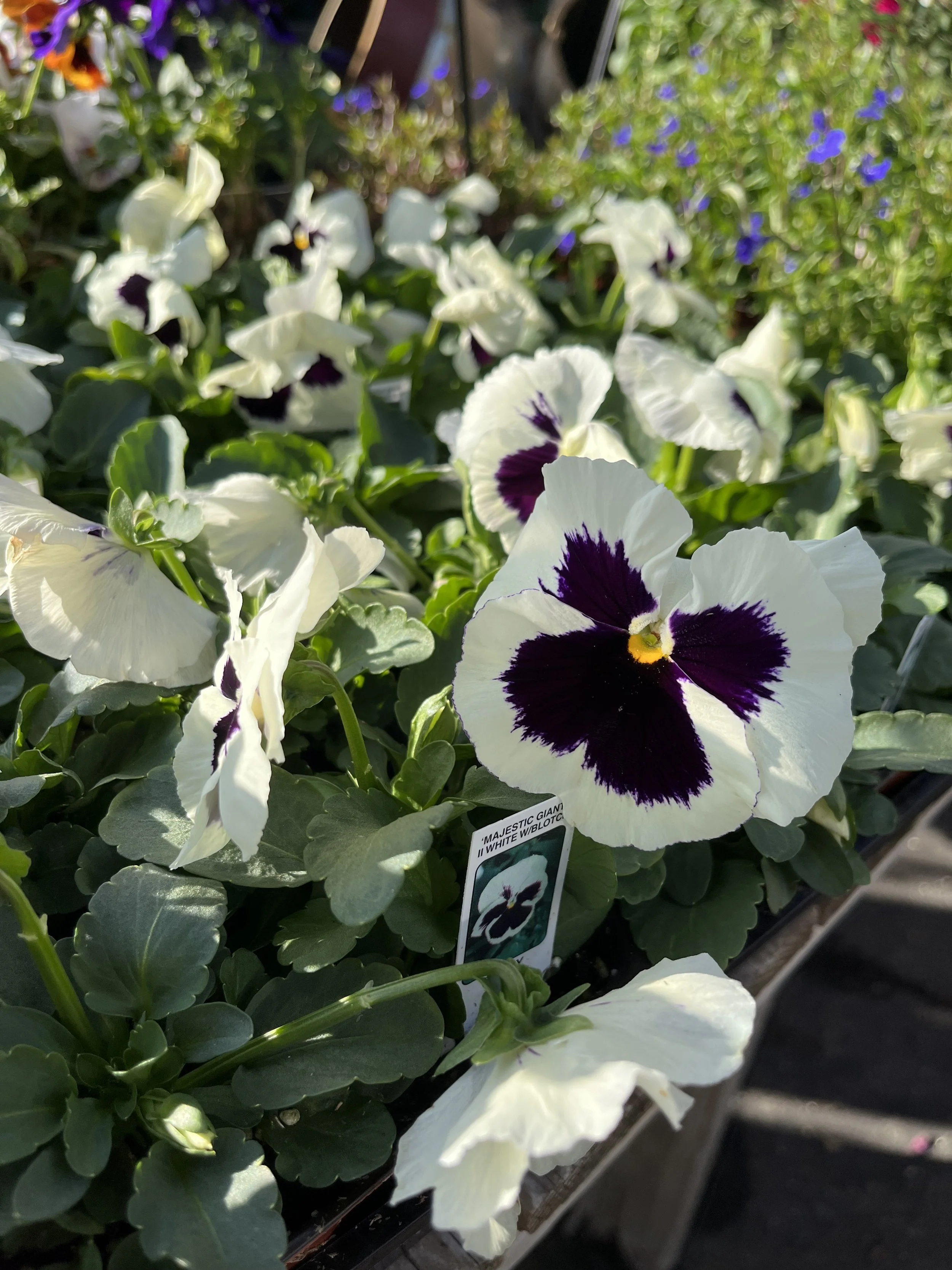 Fresh In December 18, 2025