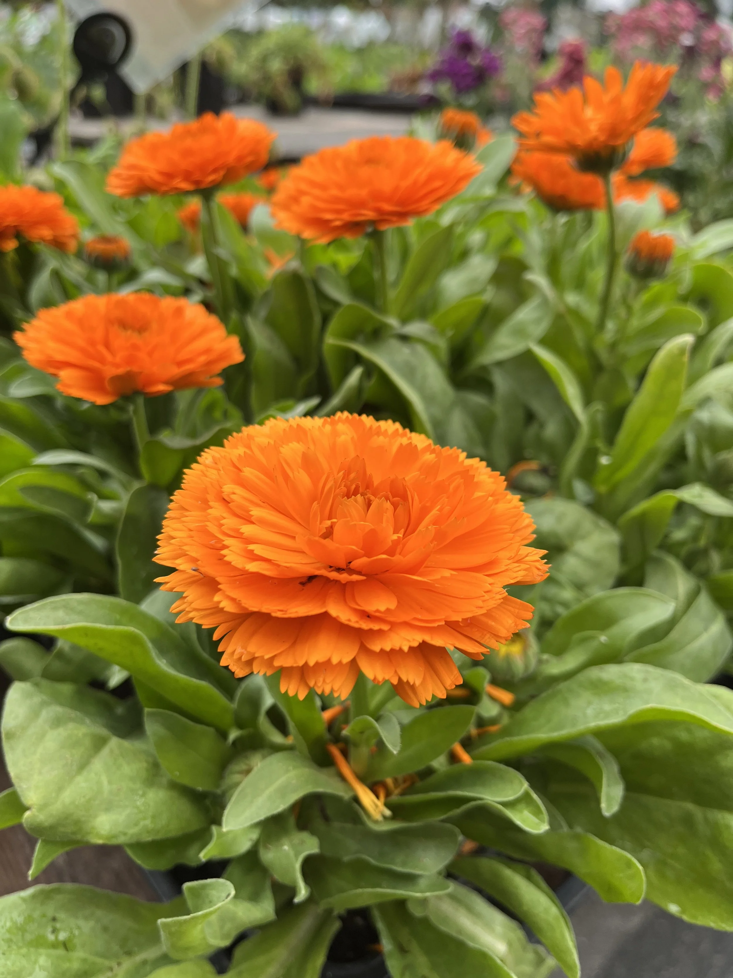 Fresh In December 23, 2025