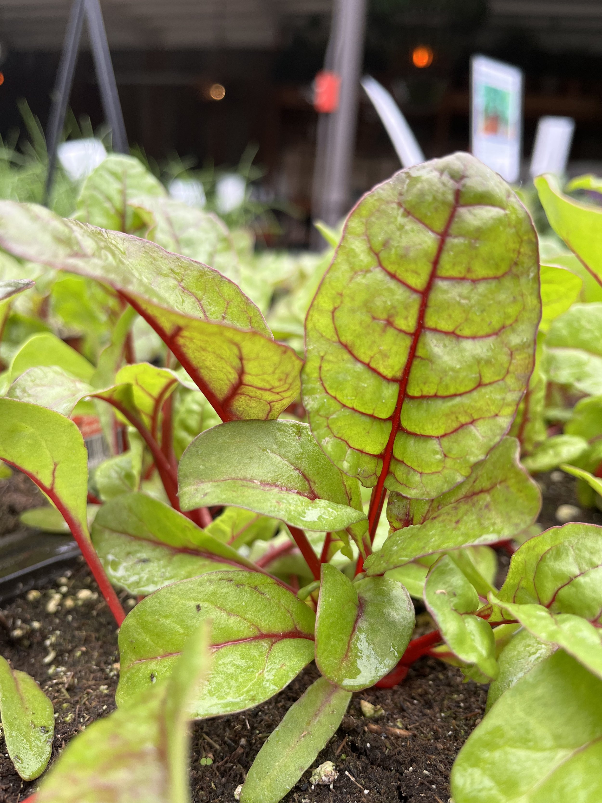 Fresh In December 31, 2025