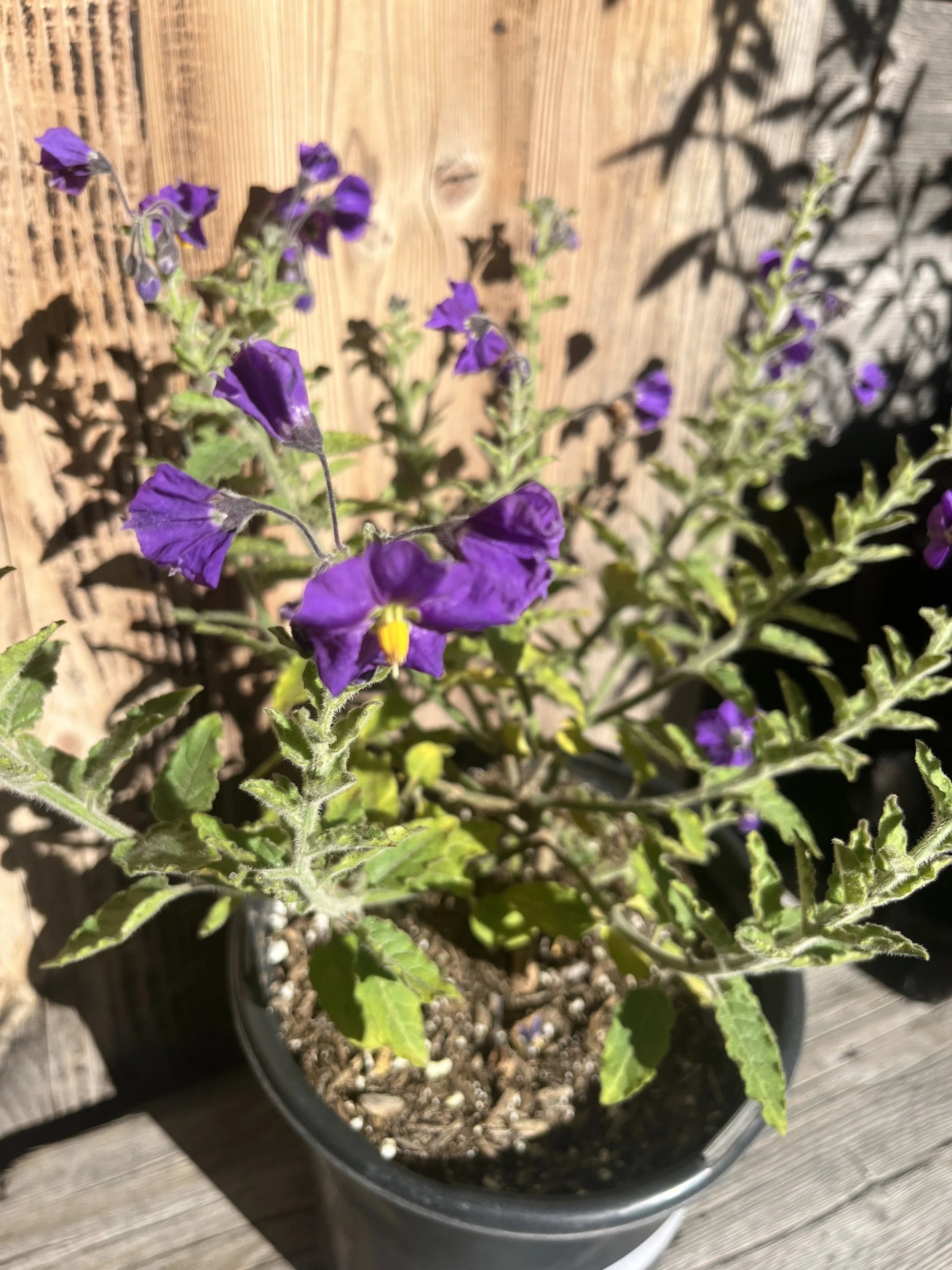 Fresh In January 15, 2026