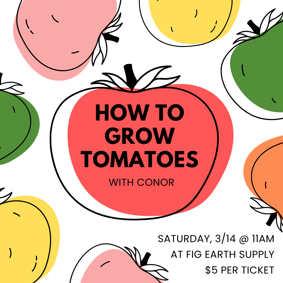 How to Grow Tomatoes with Conor