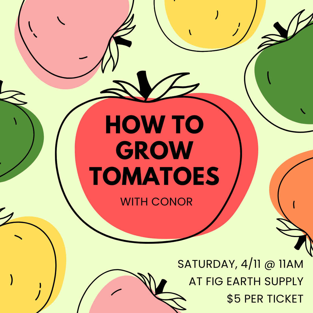 How to Grow Tomatoes with Conor