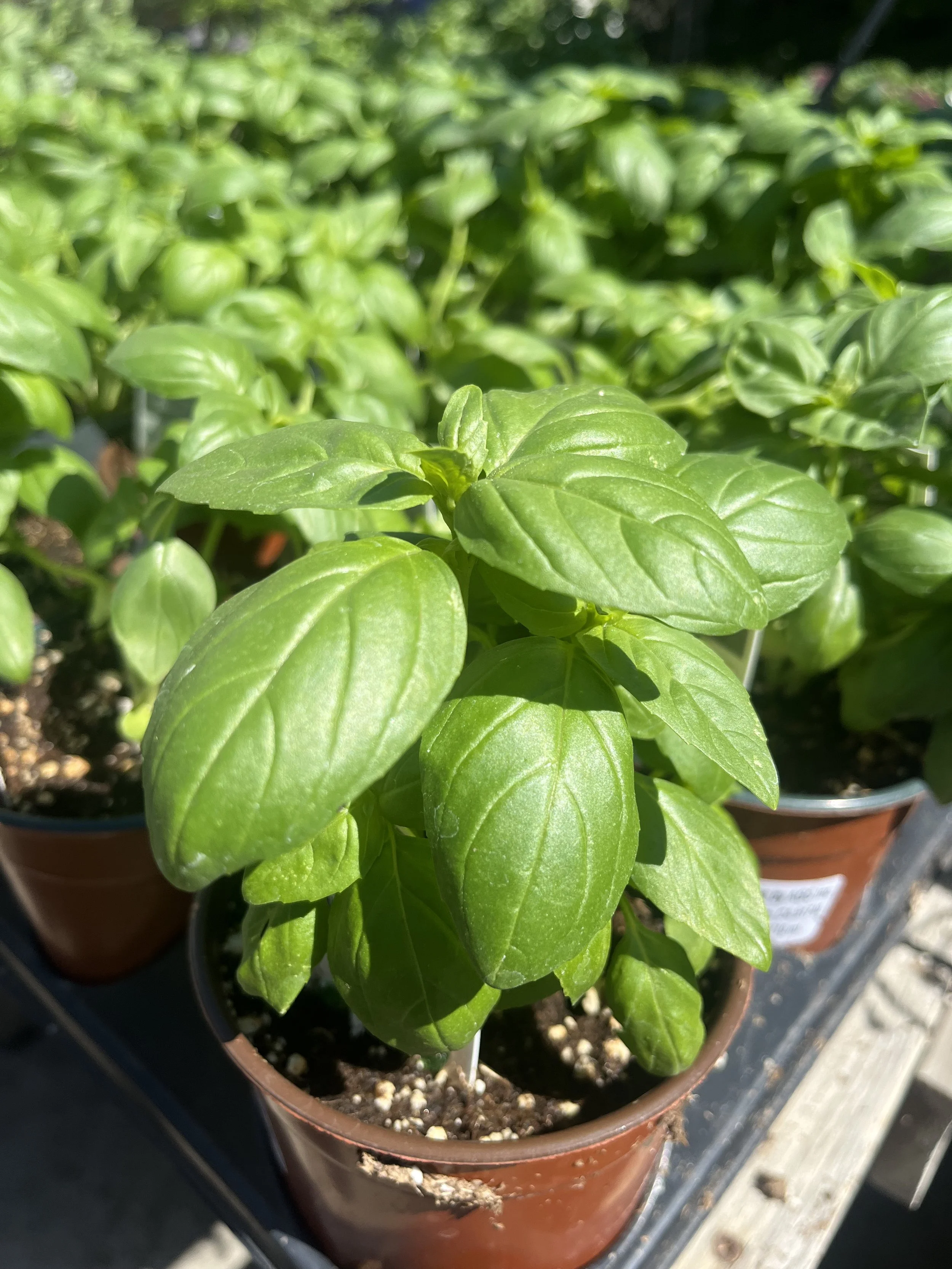 Fresh In March 19, 2026