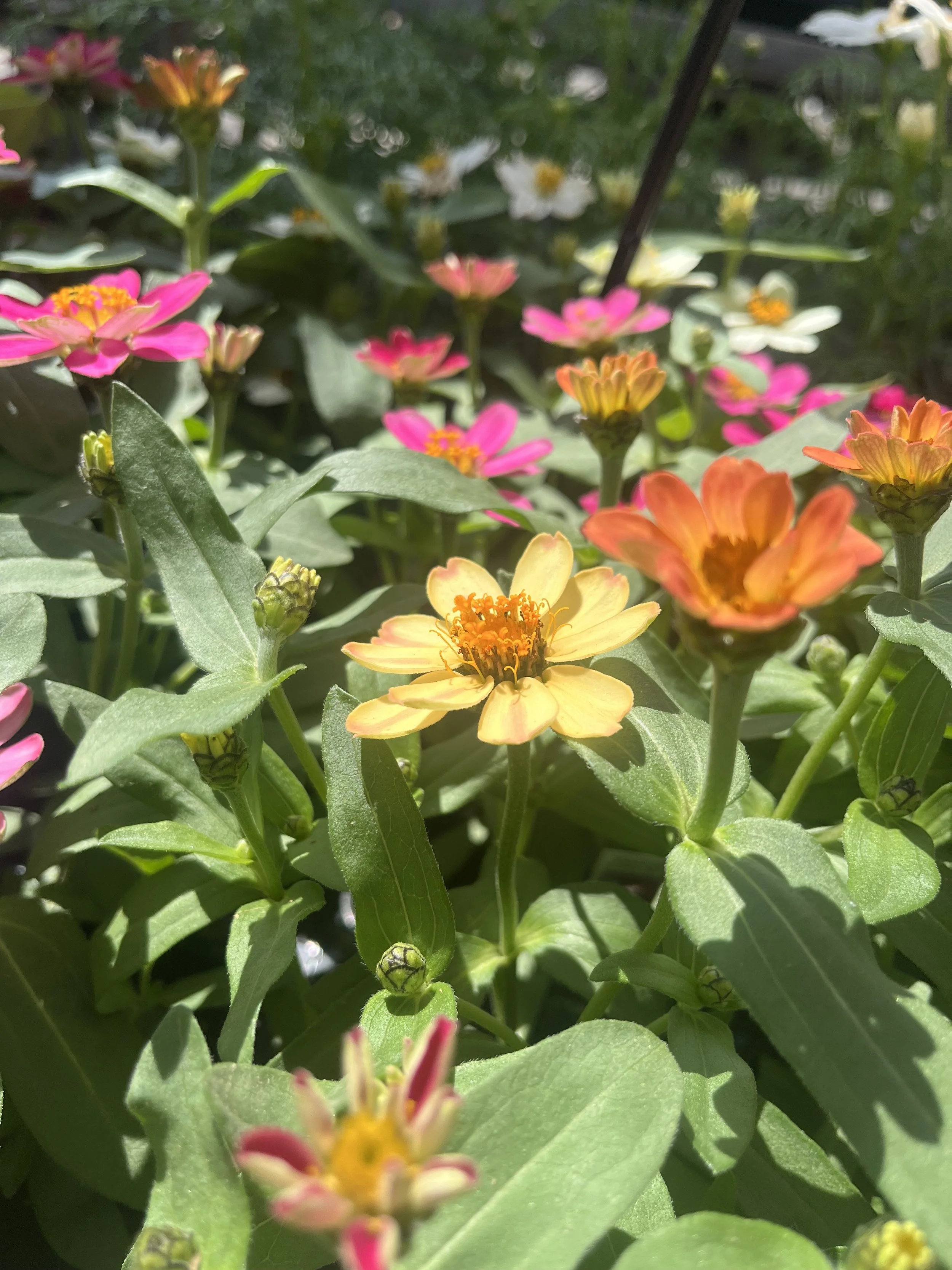 Fresh In March 26, 2026